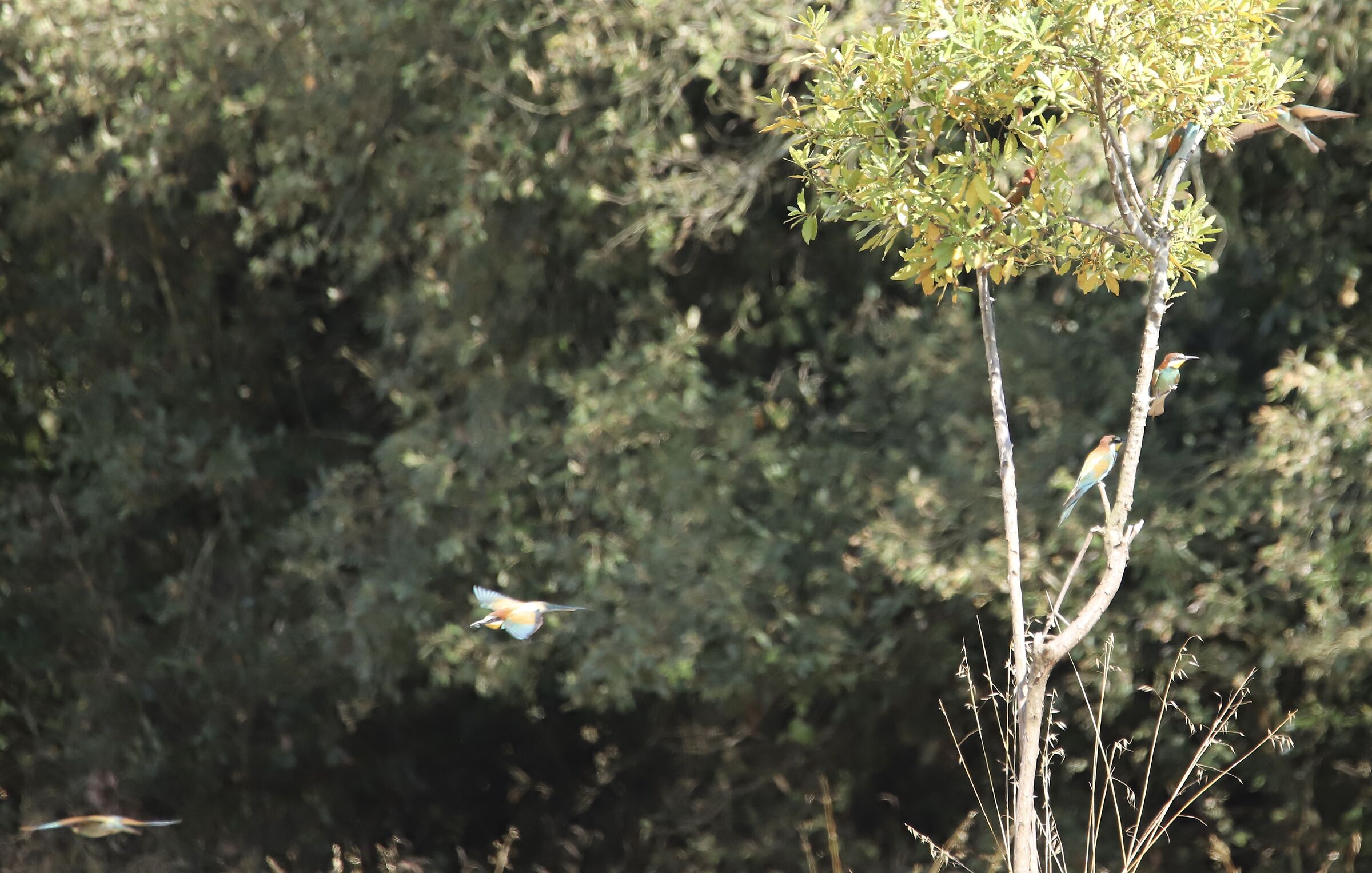 Gruccioni. Quanti sono??