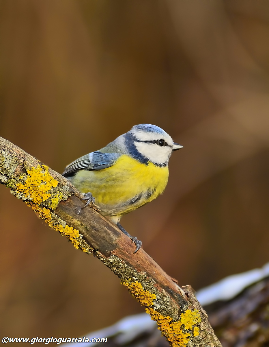 Blue Tit