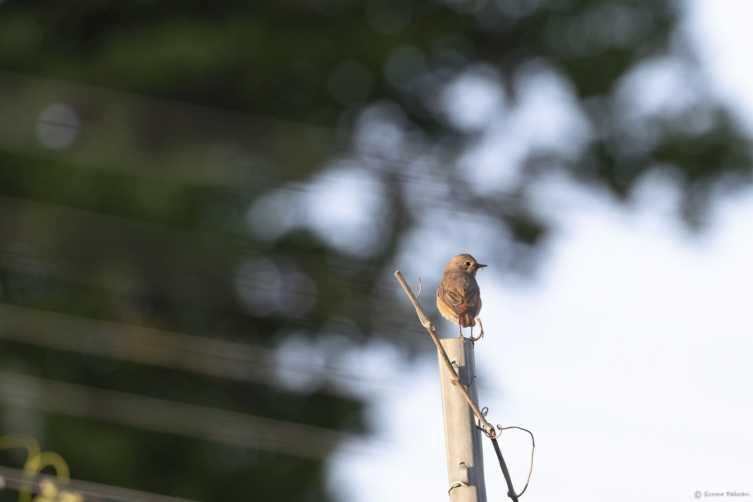 Controllo qualità in vigna....