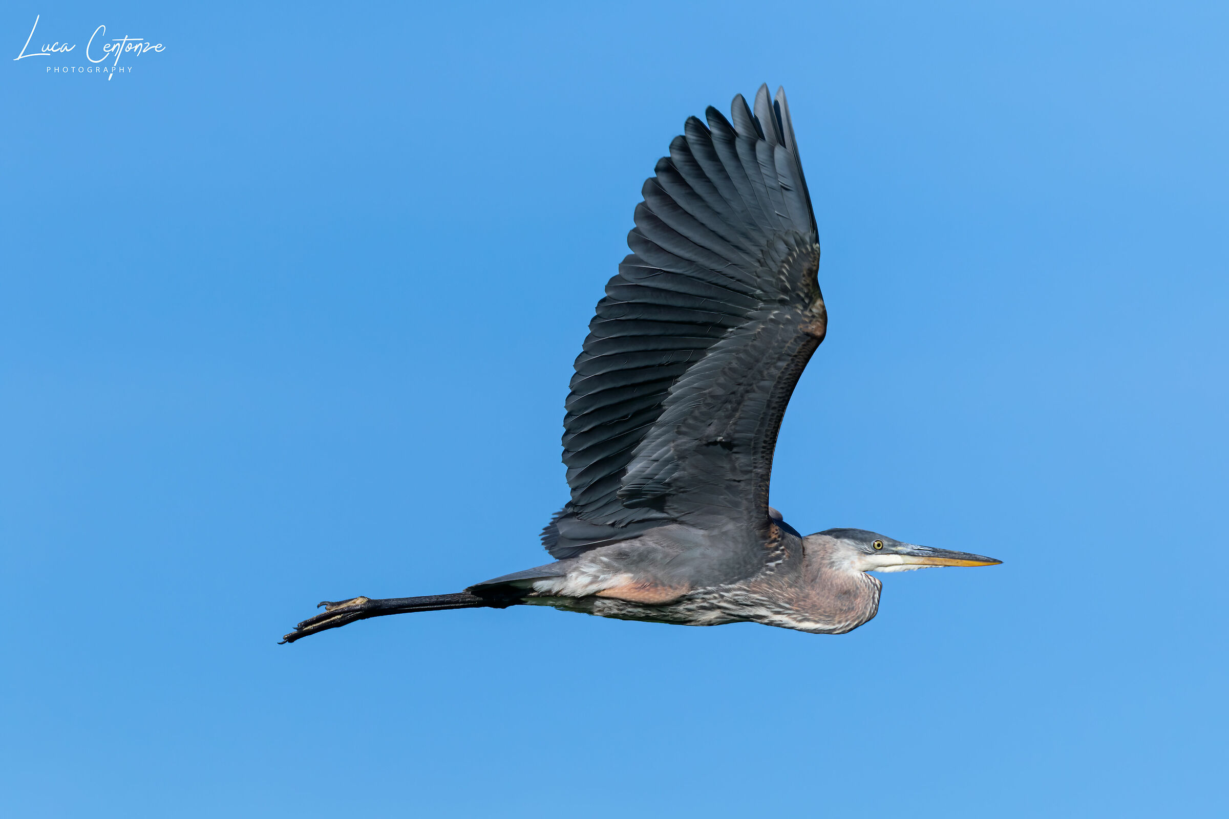 Great Blue Heron (Ardea herodias)