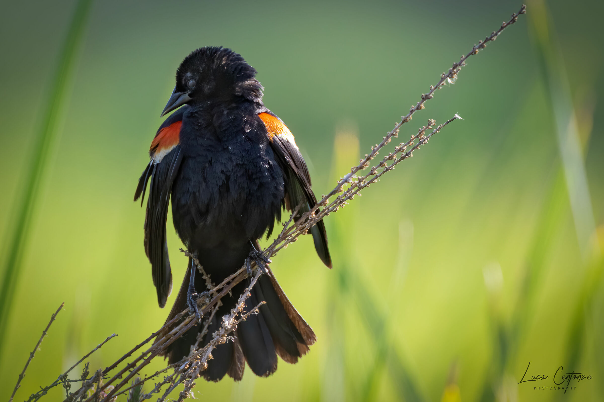 Red Winget Black Bird