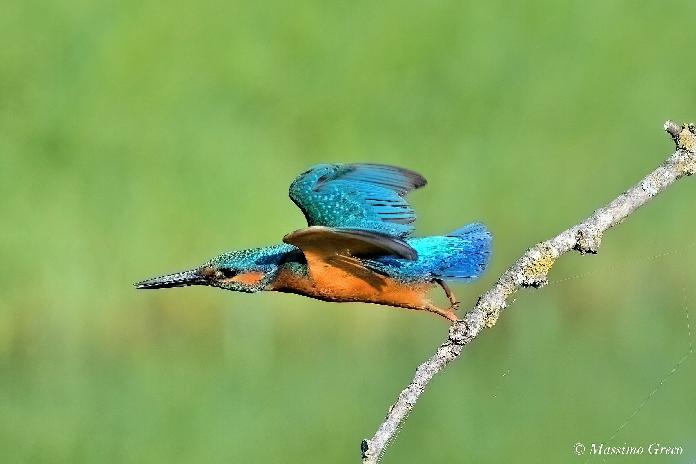 Kingfisher