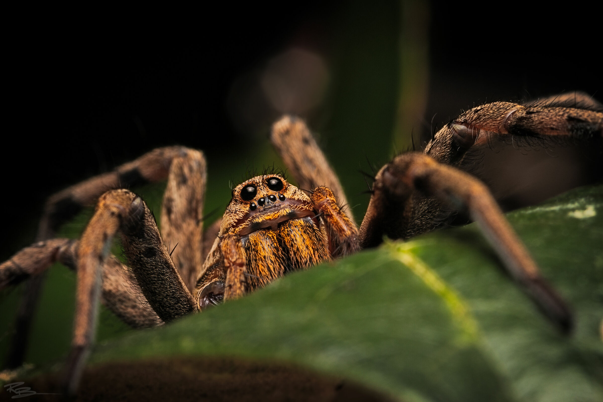 Crawling