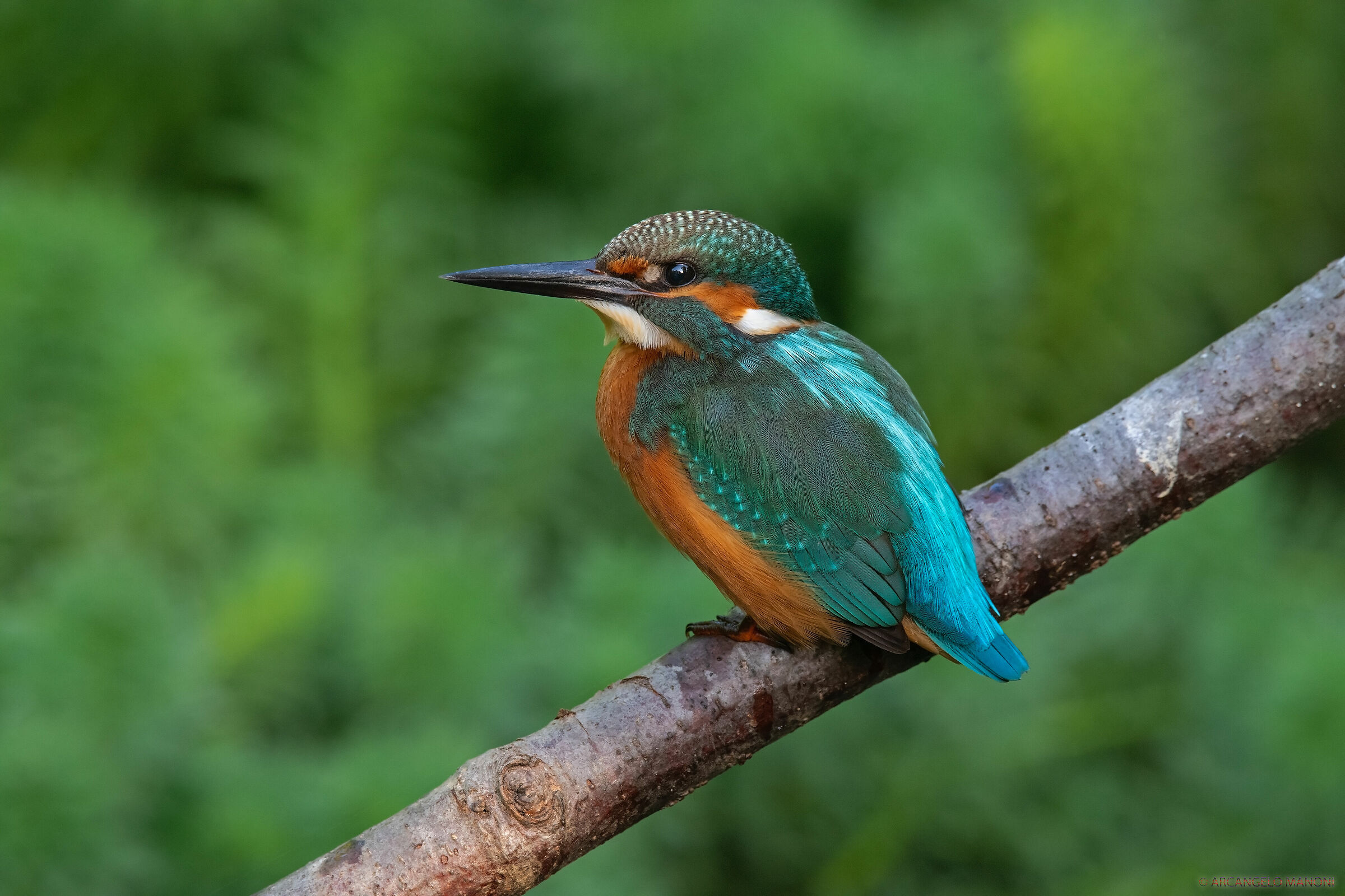 Alcedo atthis