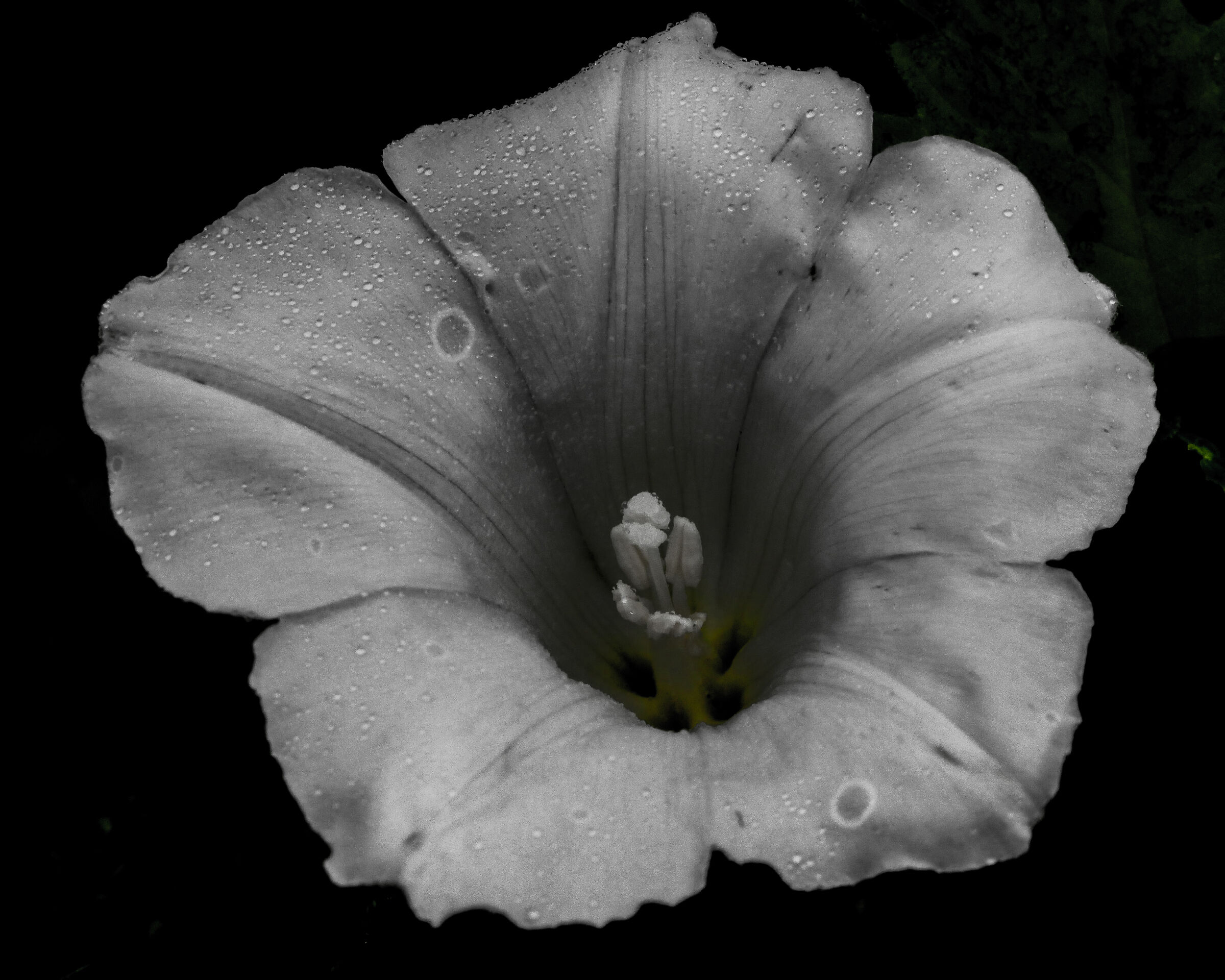Convolvulus Sepium L. (Campanella)