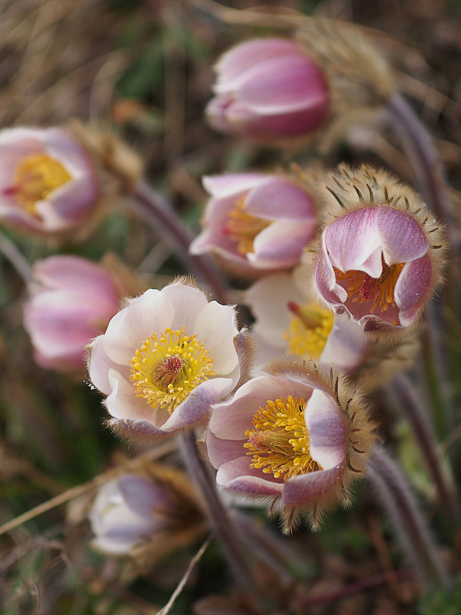 pulsatilla