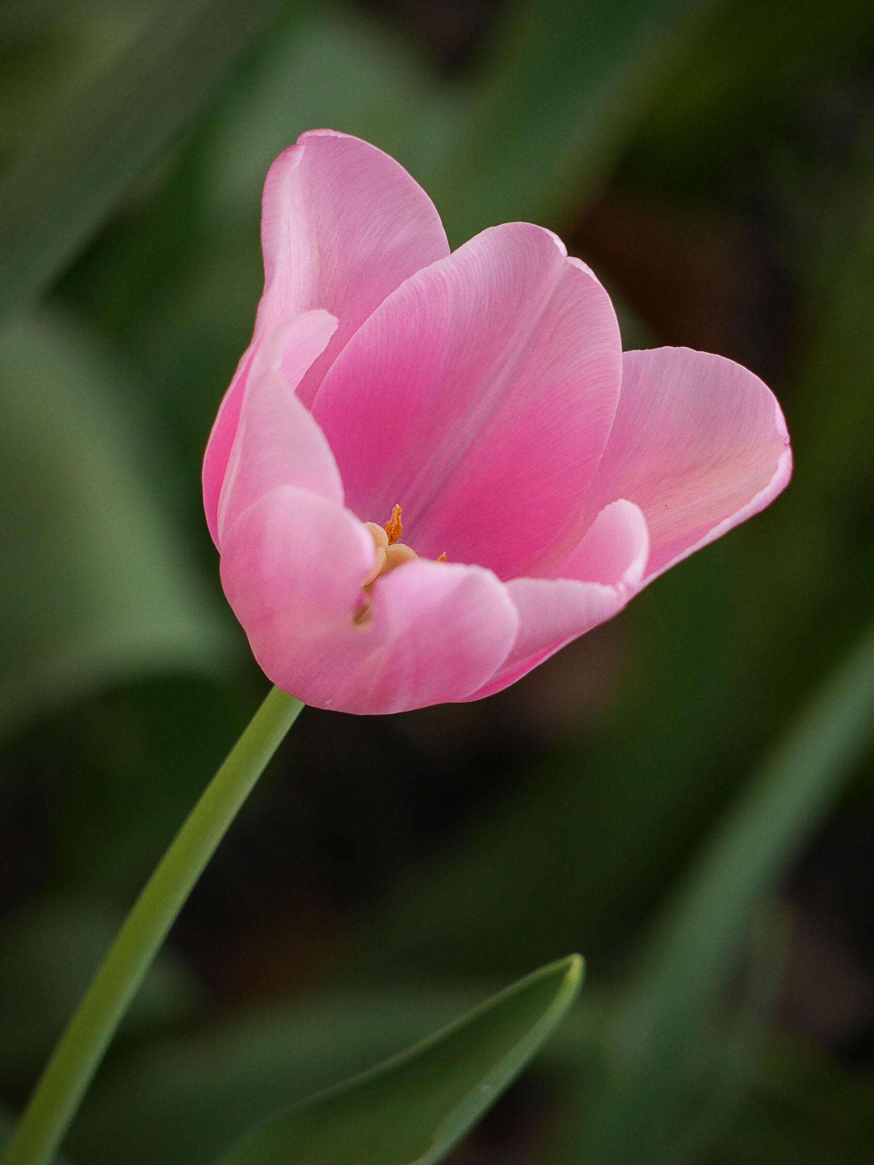 tulipano rosa