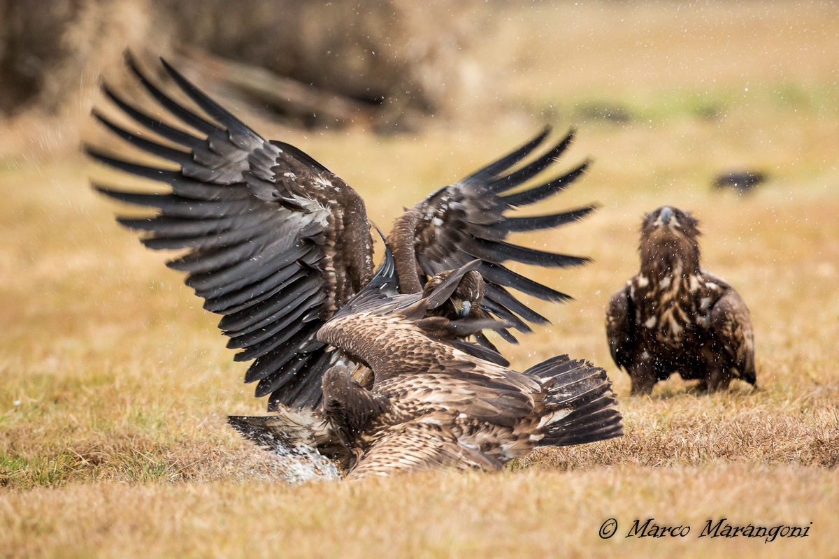 Aquile di mare - Combattimento corpo a corpo