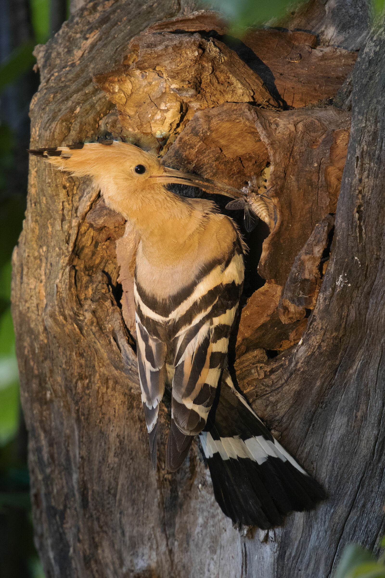 Hoopoe