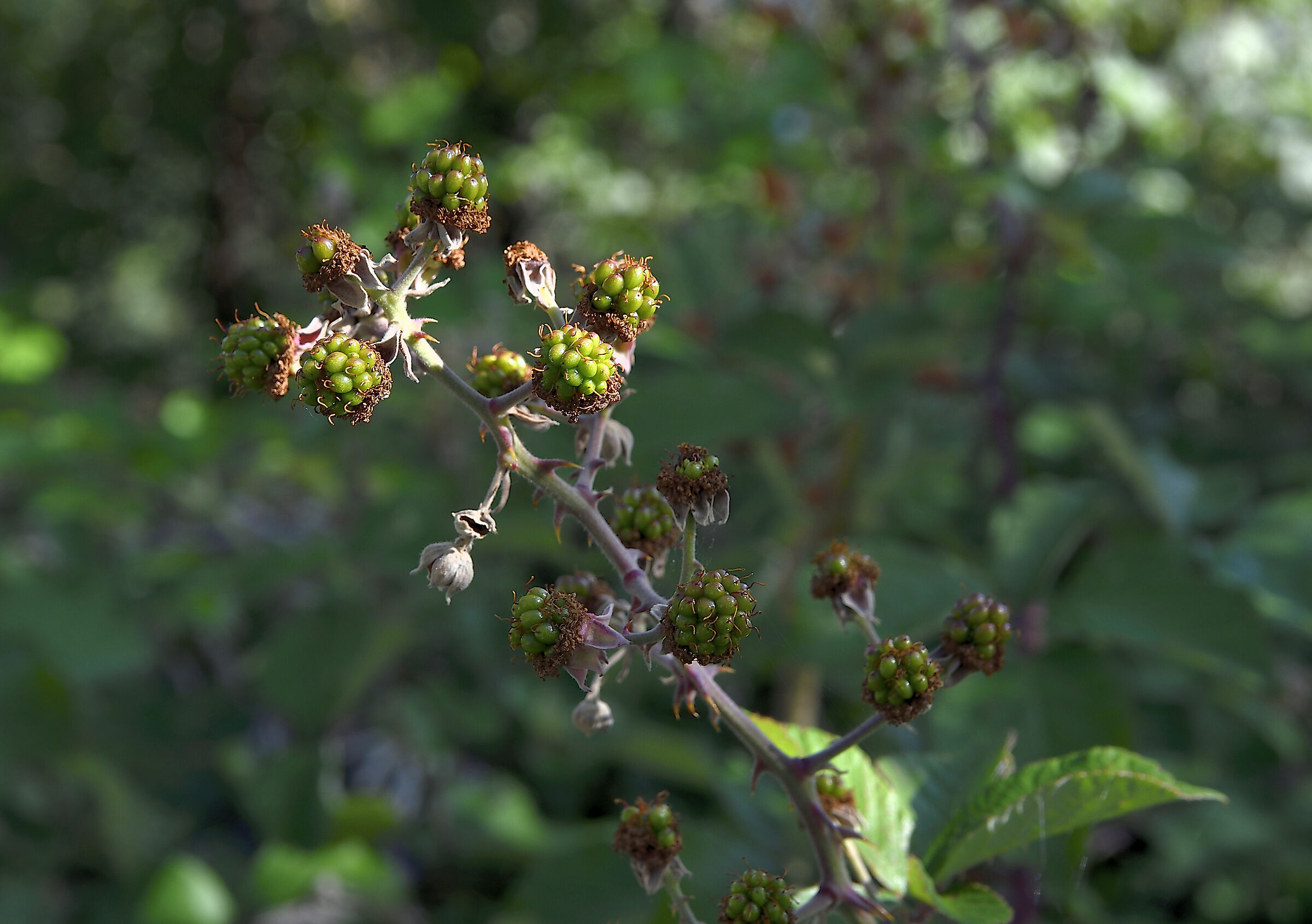 Aspettando le more...