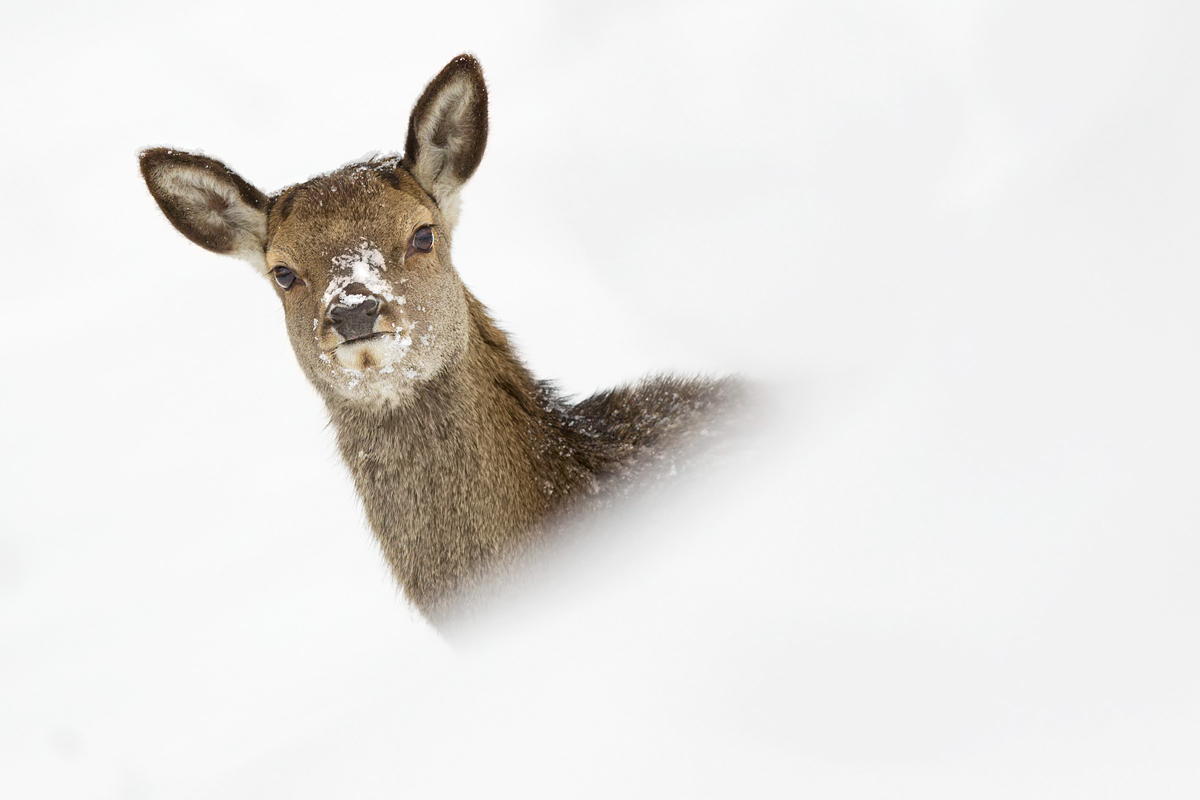 In una mattina di neve