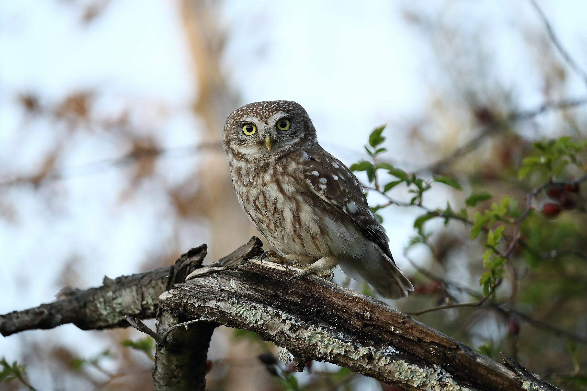 Owl