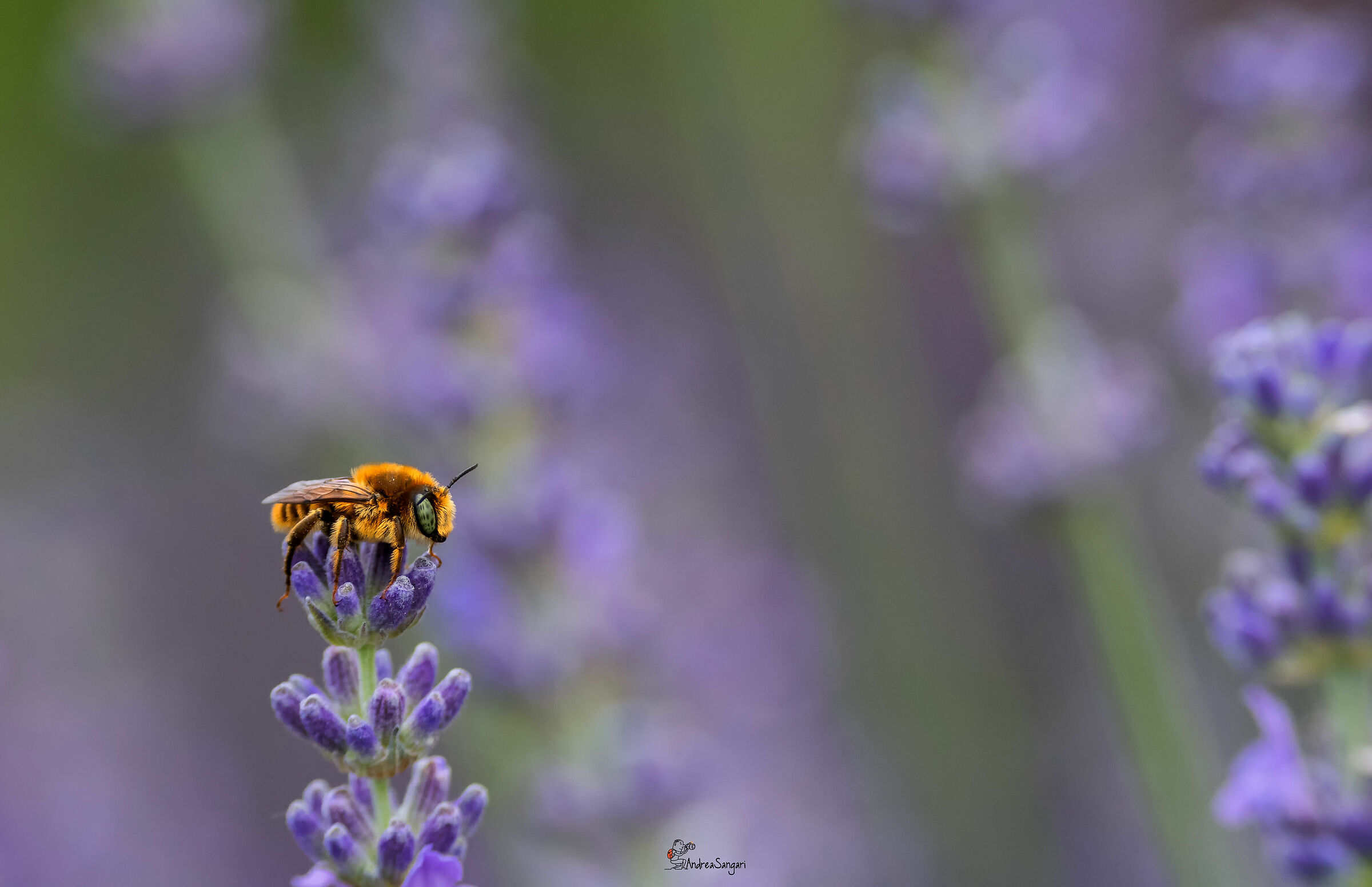 La lavanda e i suoi ospiti