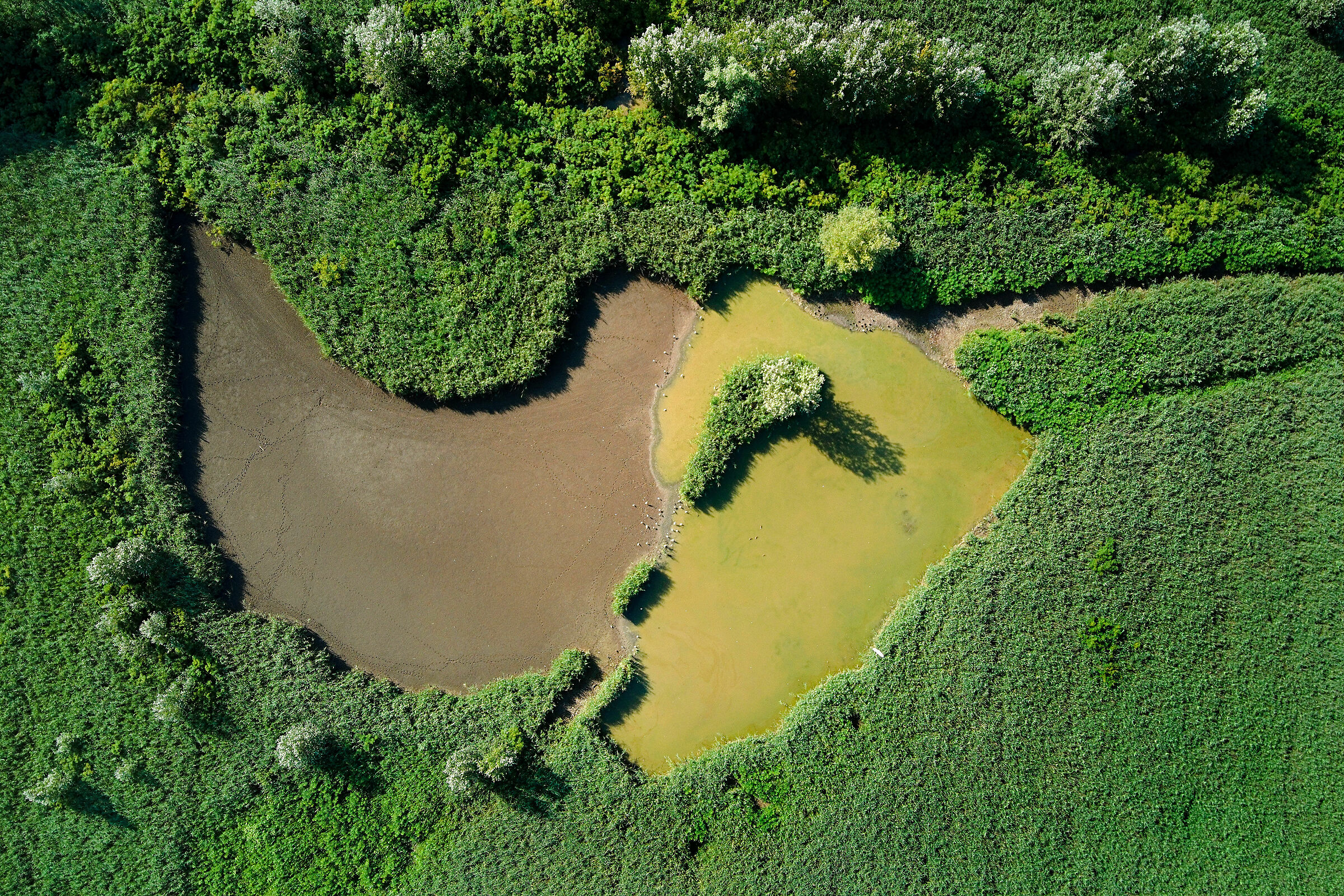 Padule di Fucecchio (pt)