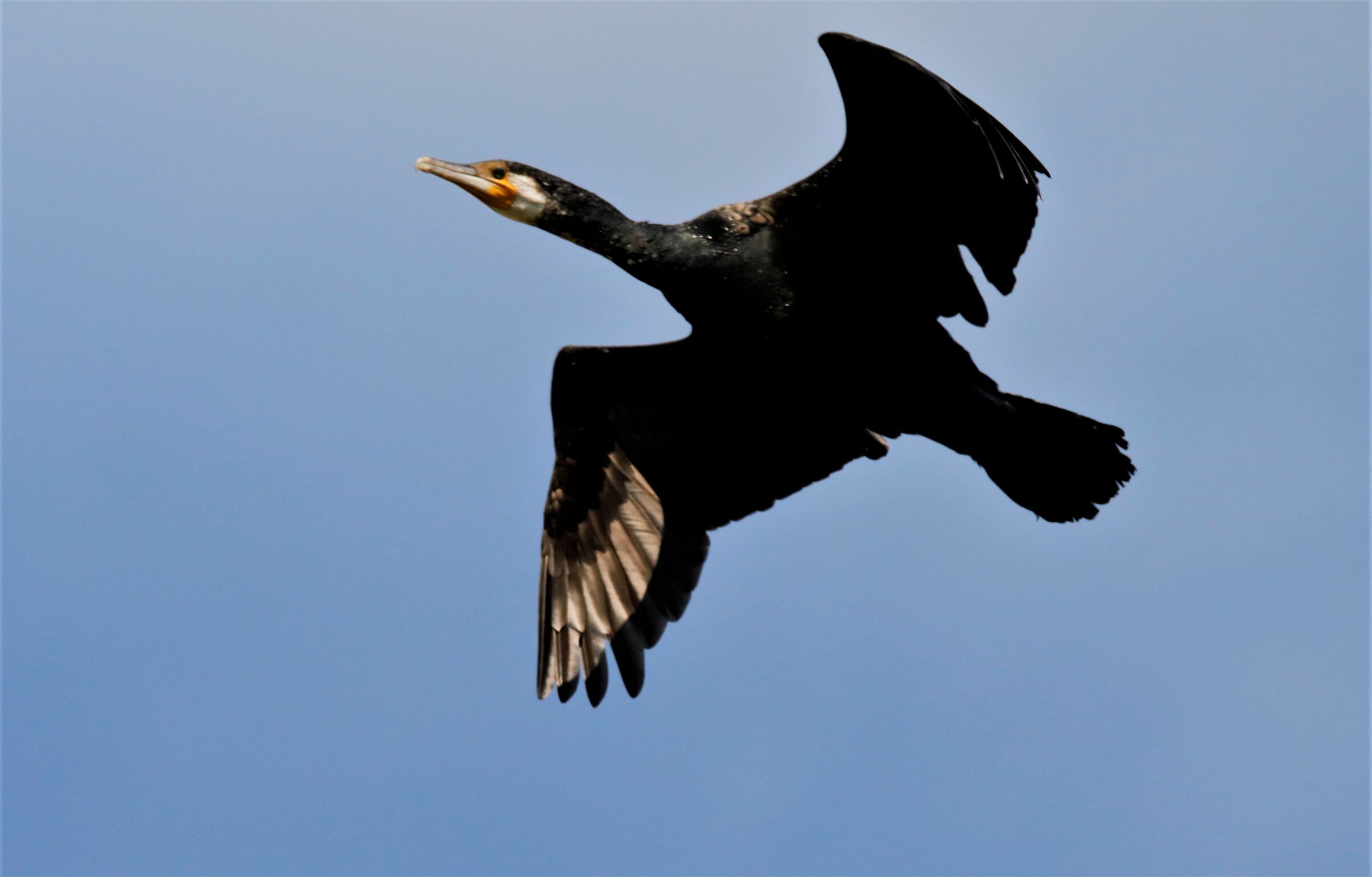 cormorano