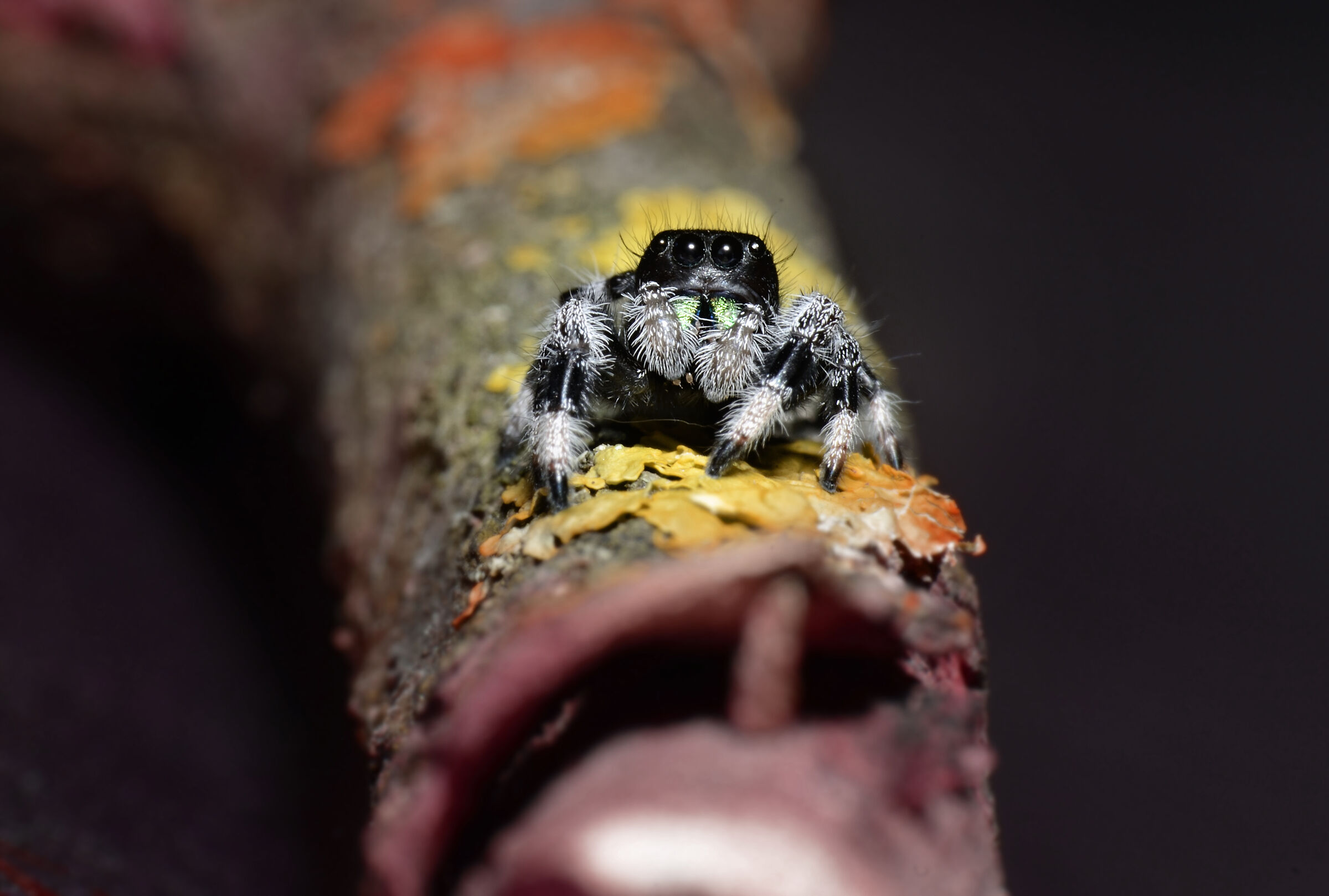 Regal jumping spider