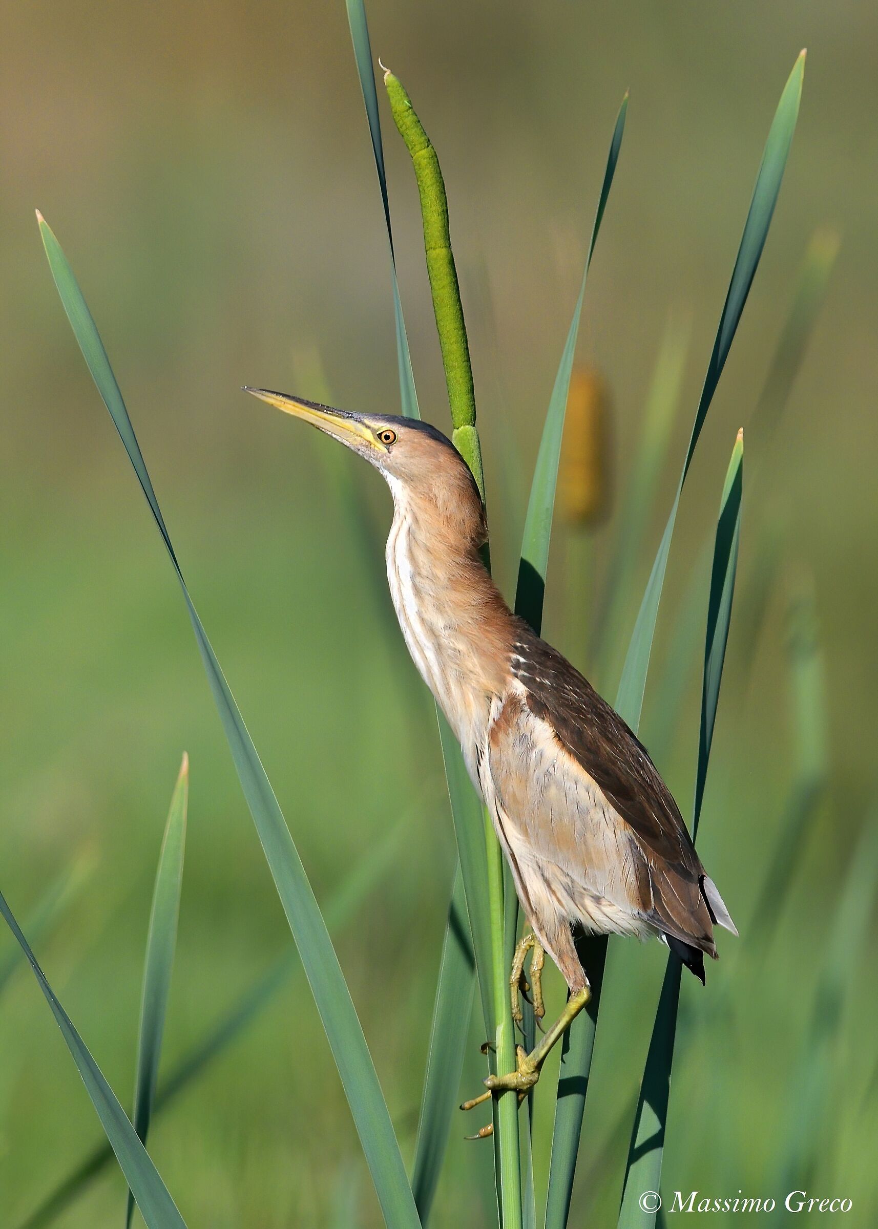 Tarabusino (Ixobrychus minutus)