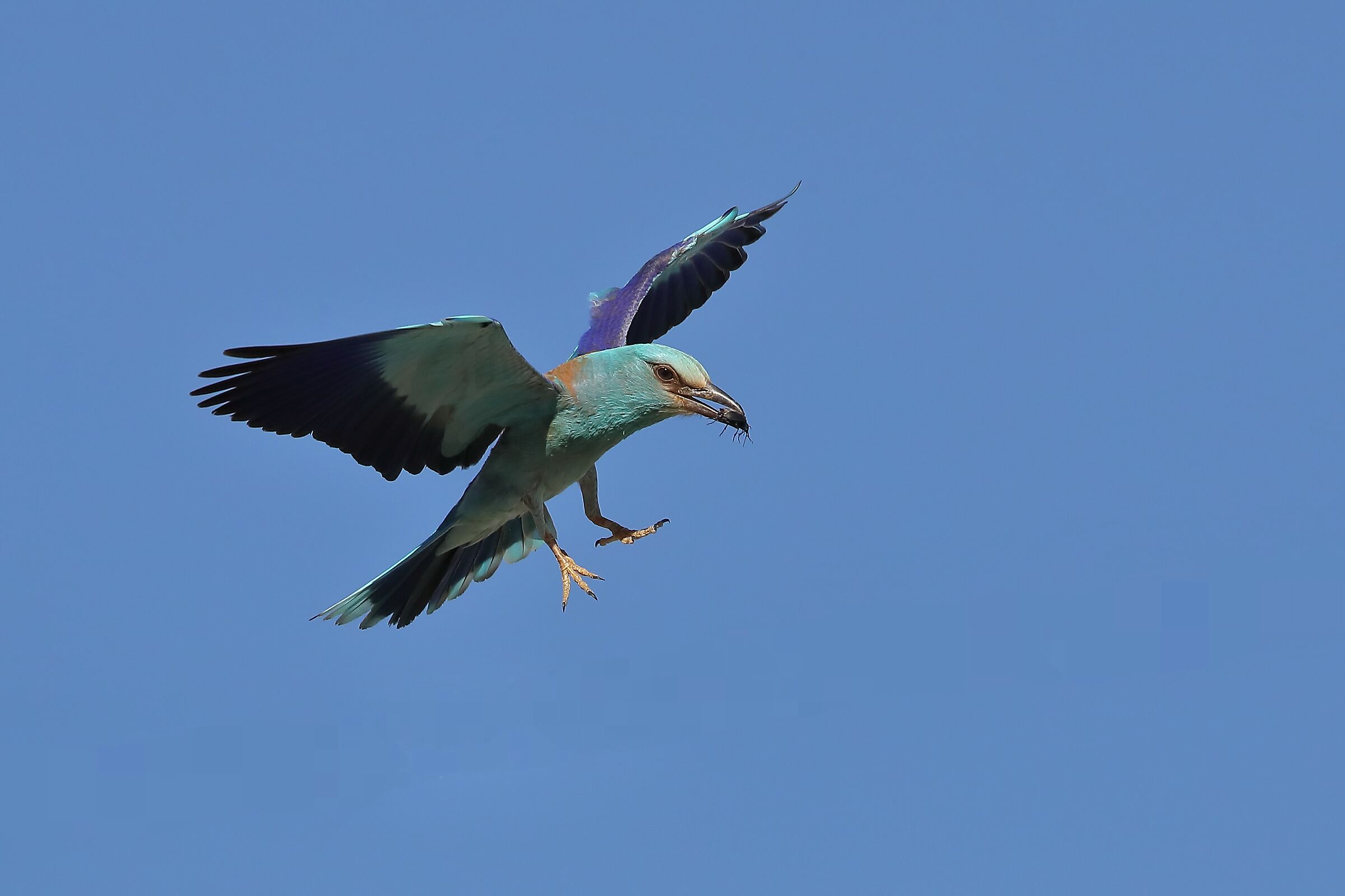 Sea jay