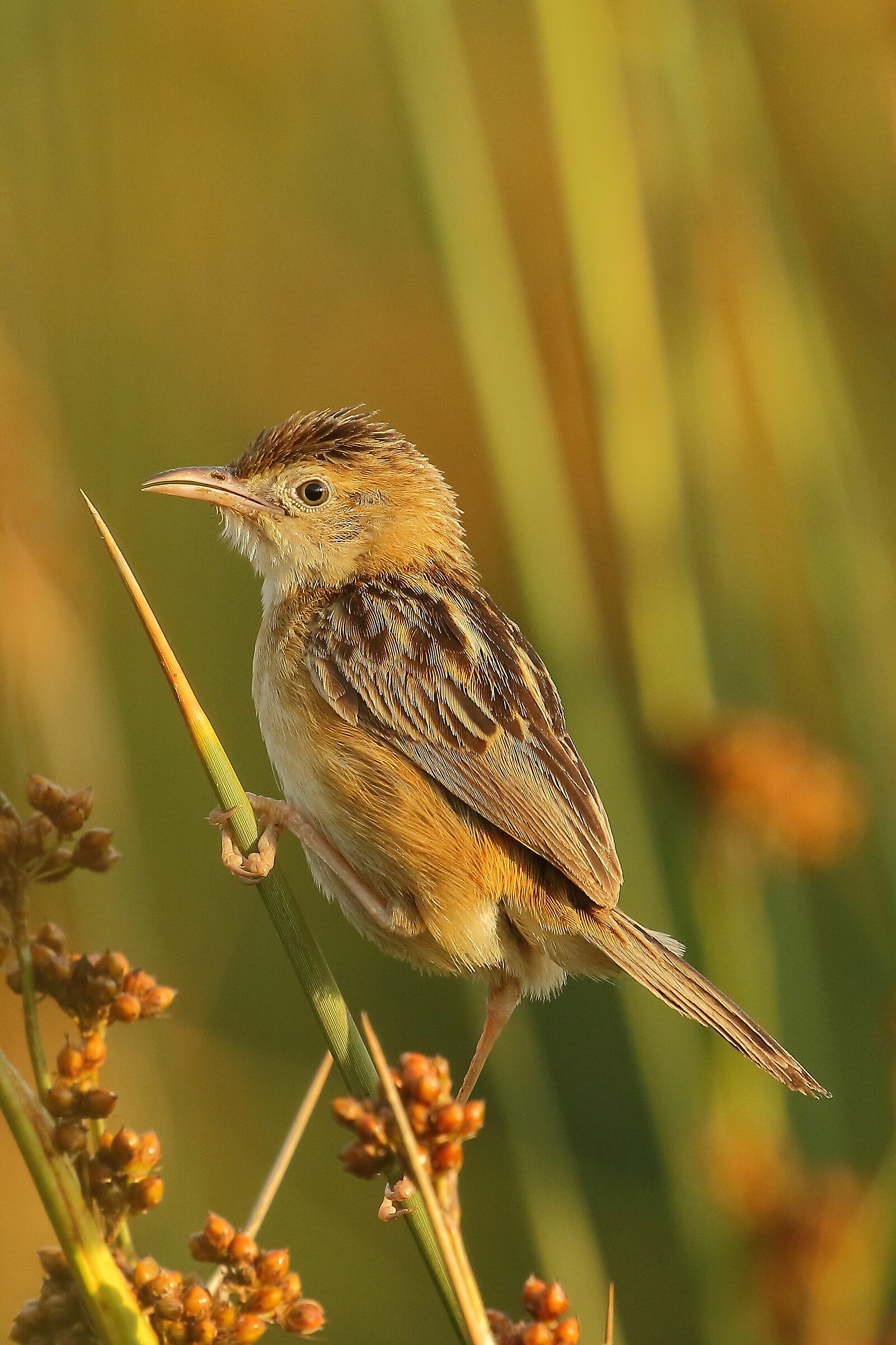 Beccamoschino, ultimi raggi della sera