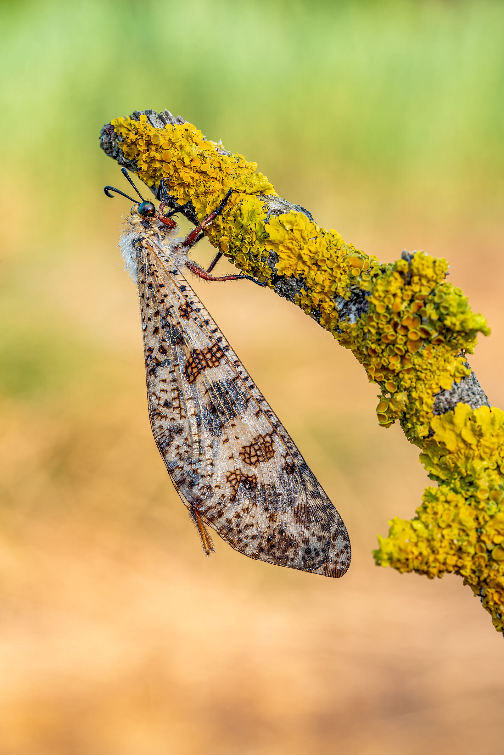 Palpares libelloides