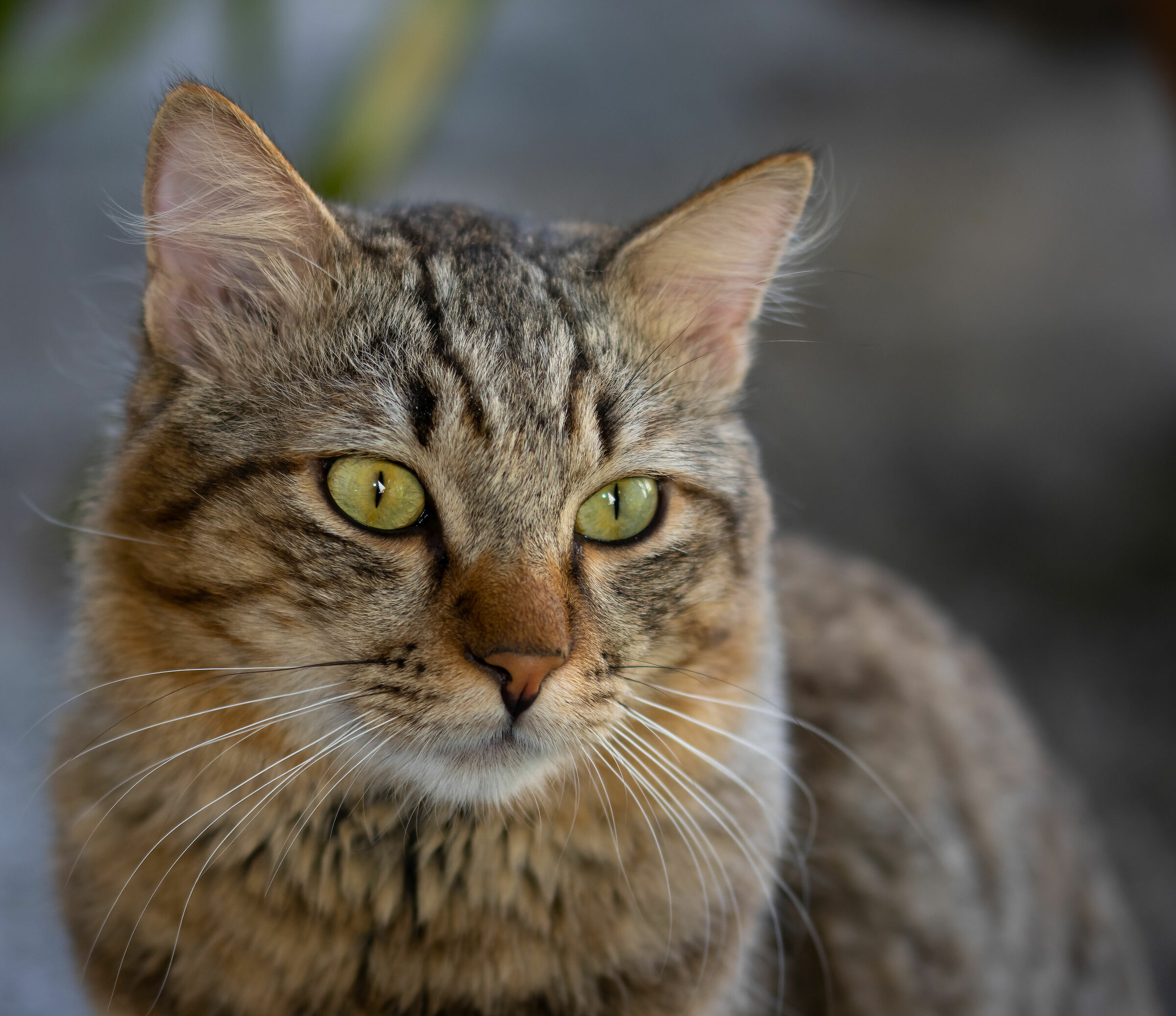 Romeo looks at me in a dog