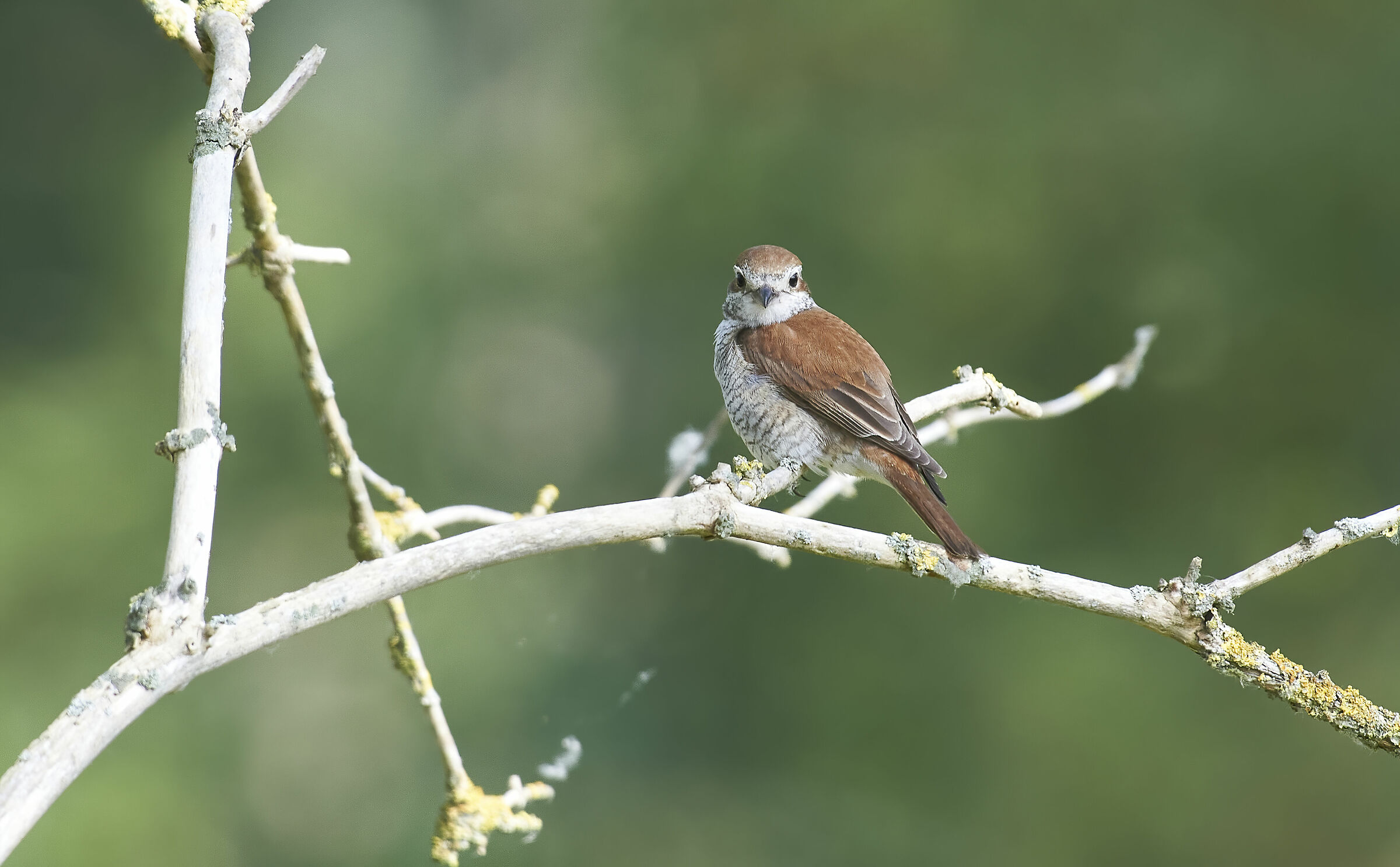 Striatura dal dorso rosso