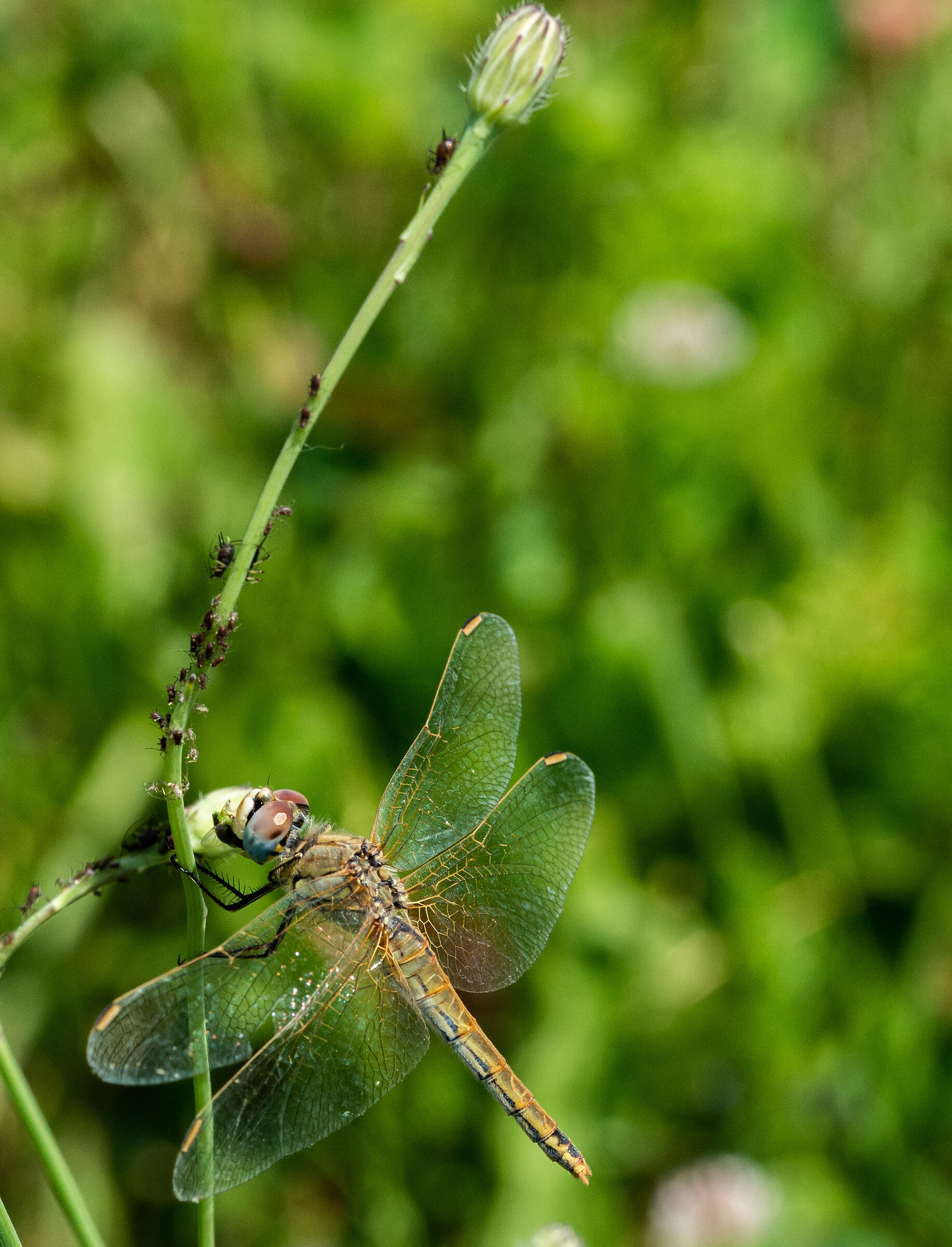 libellula