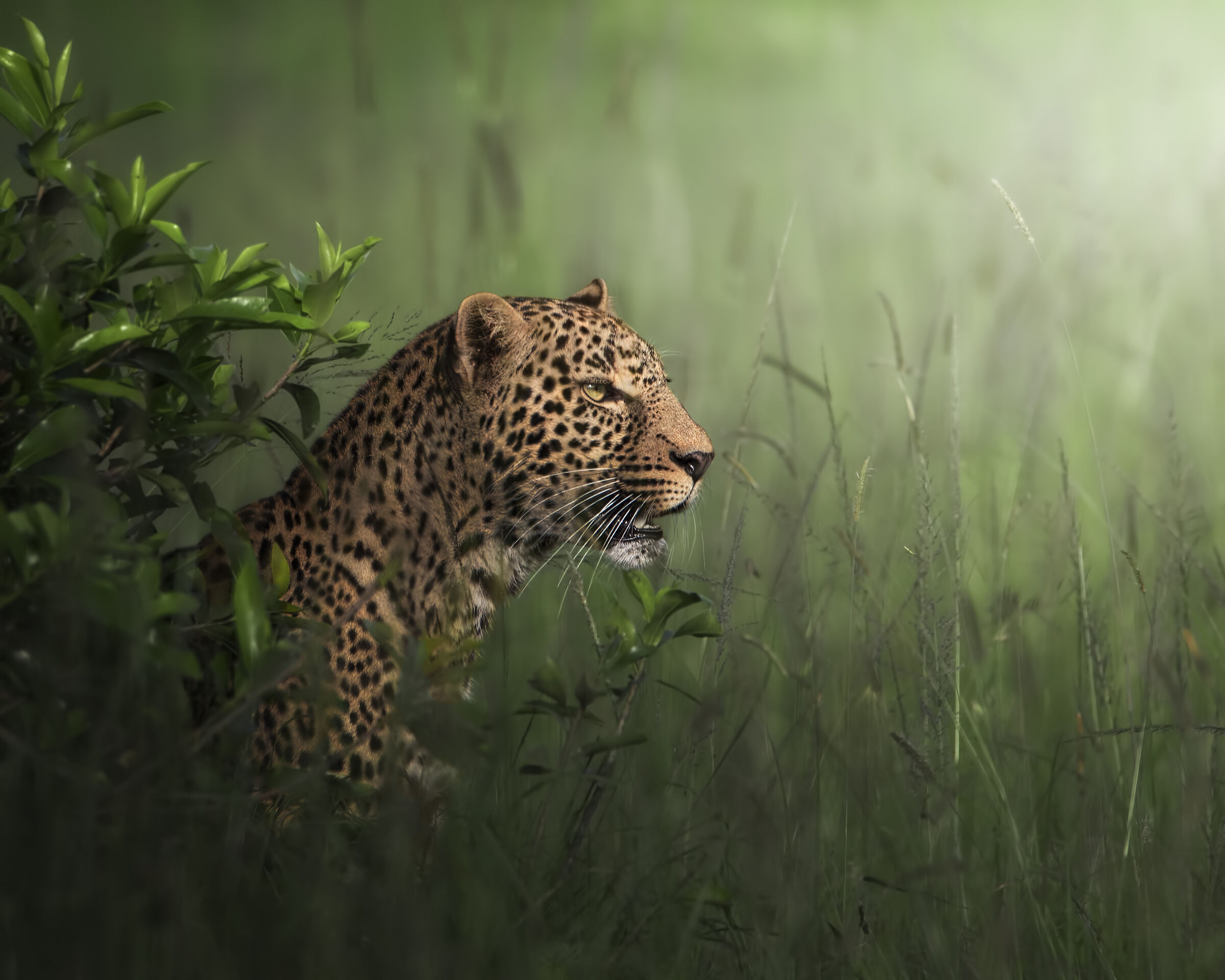 A magnificent encounter