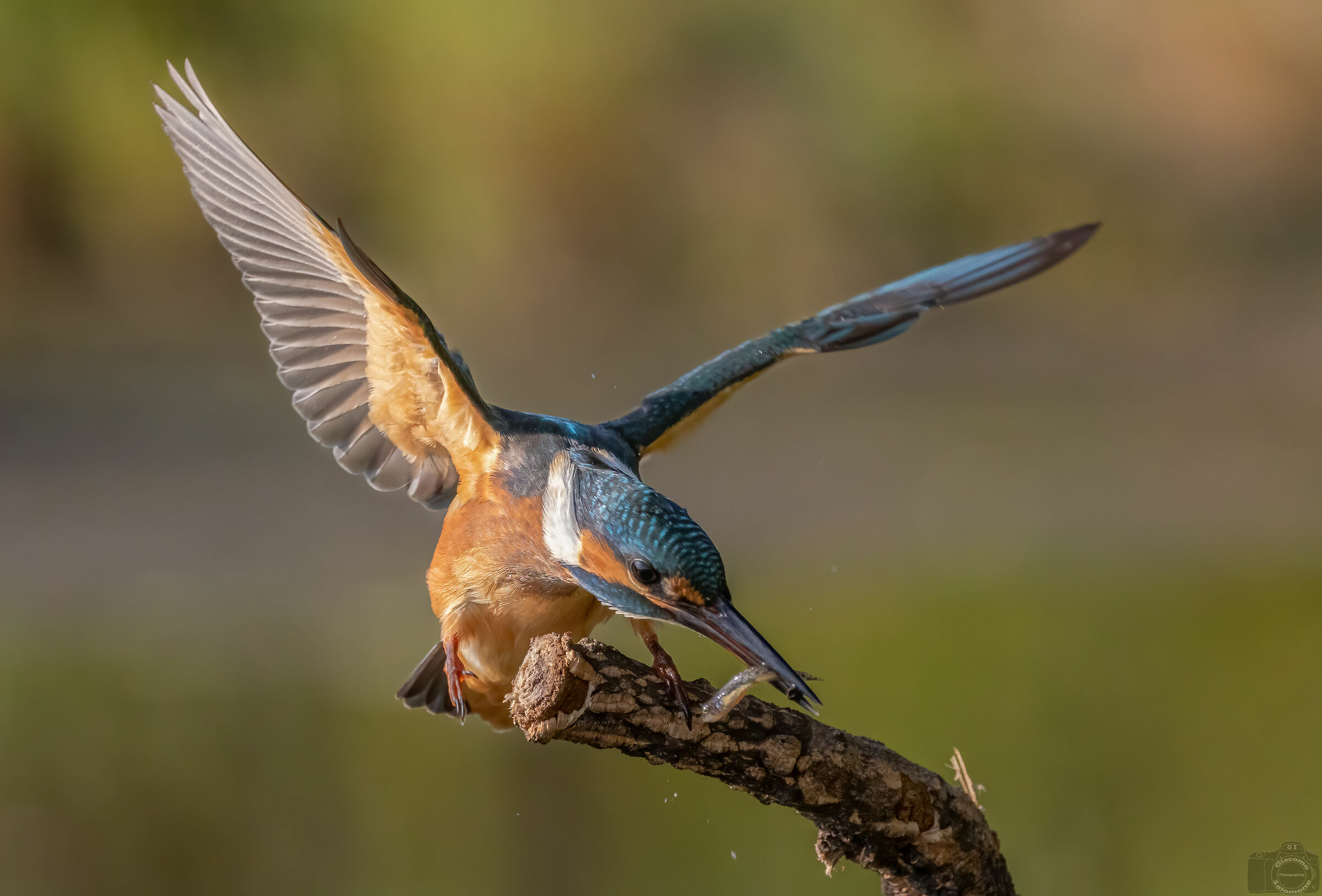 Kingfisher.. Arrival with fish.