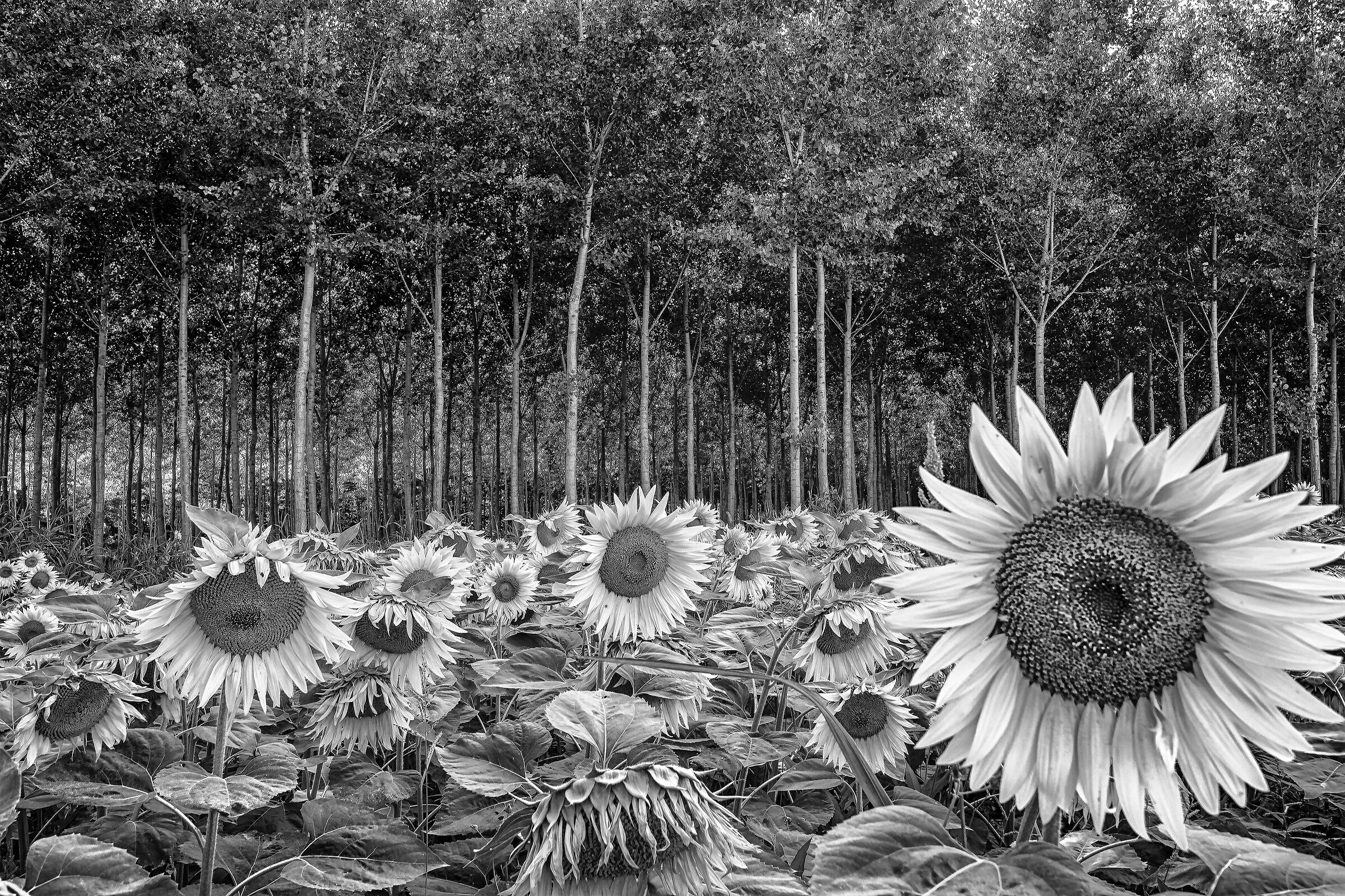 A World in Black and White