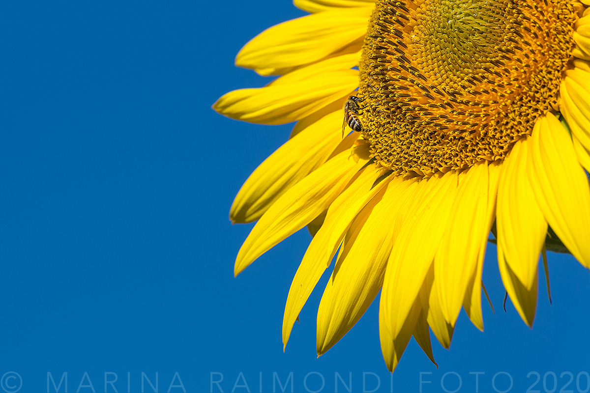 girasole_3