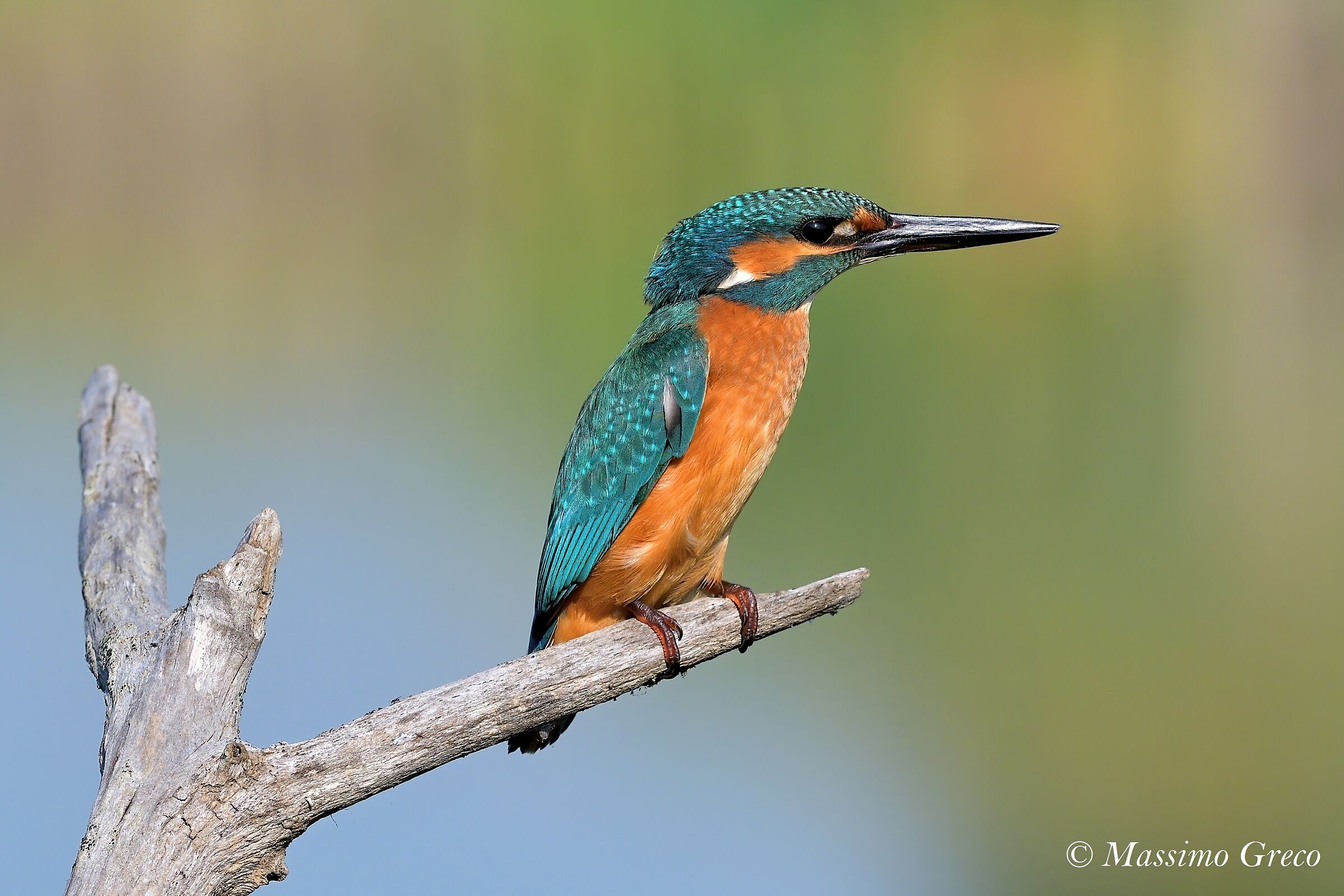 Kingfisher