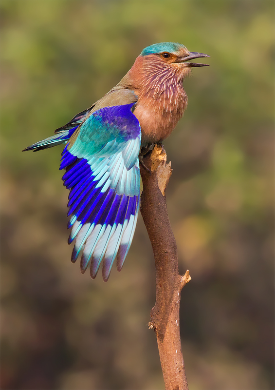 I colori delle mie ali.