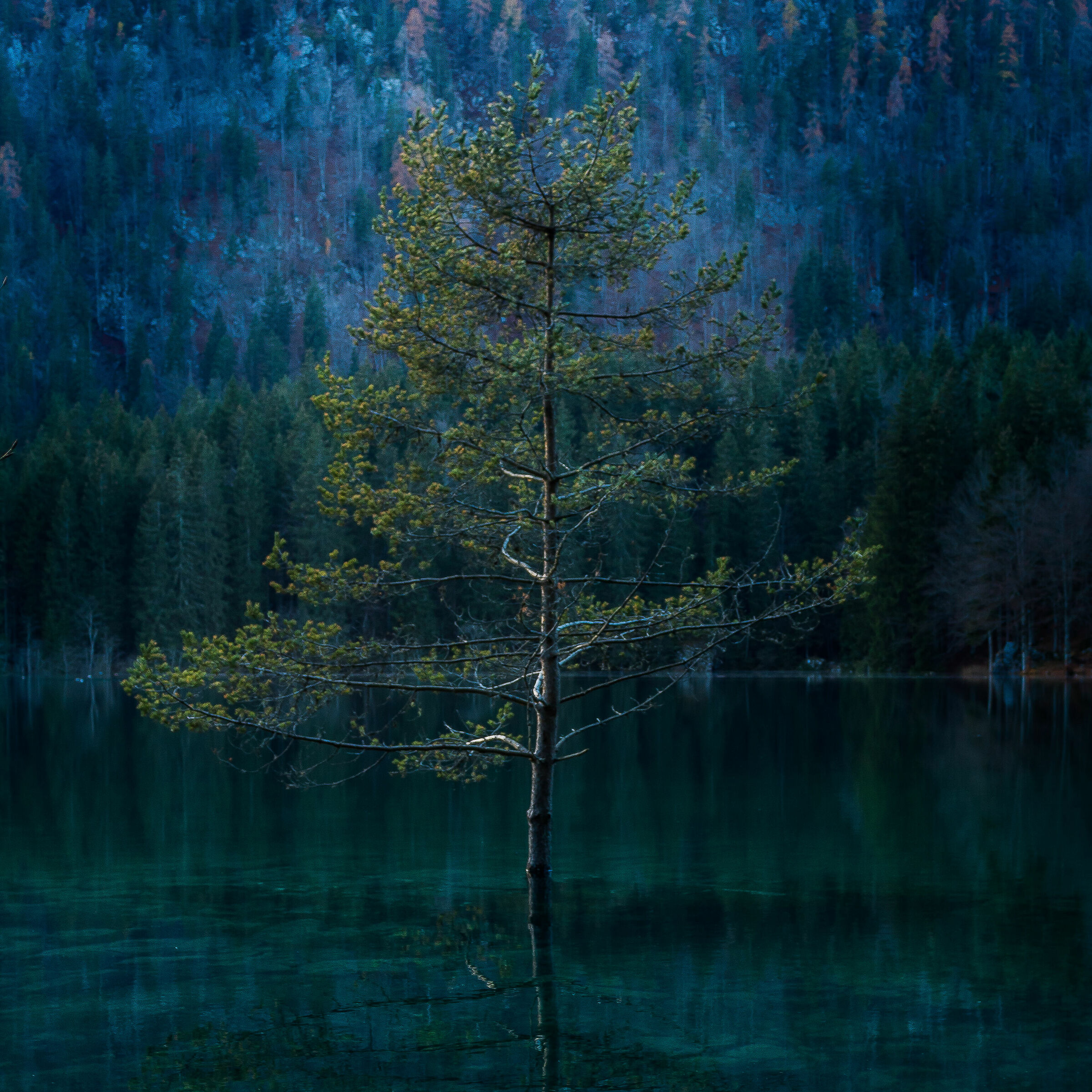 Even trees can swim