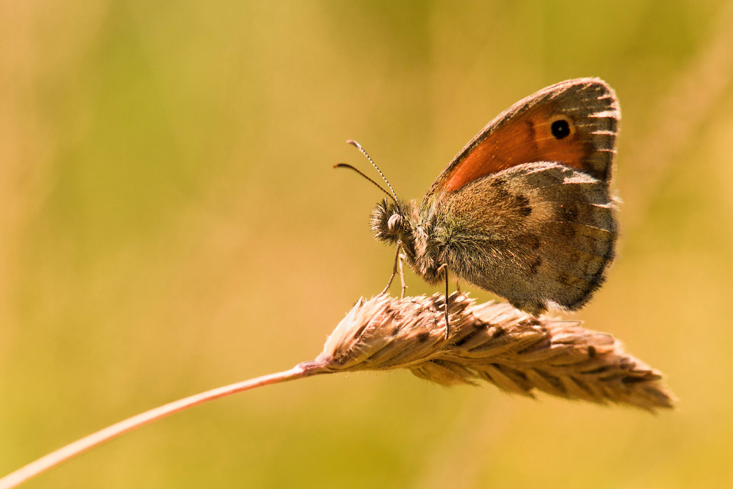 Che ne sai tu di un campo di grano