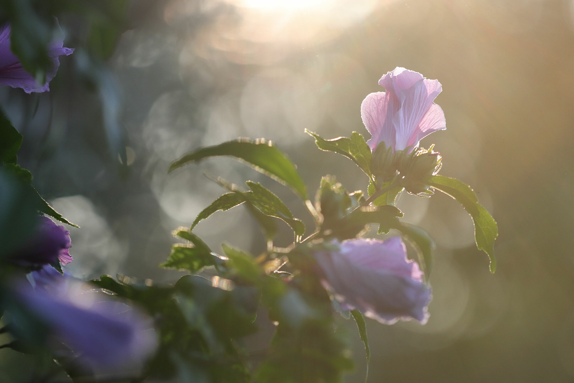 Backlight