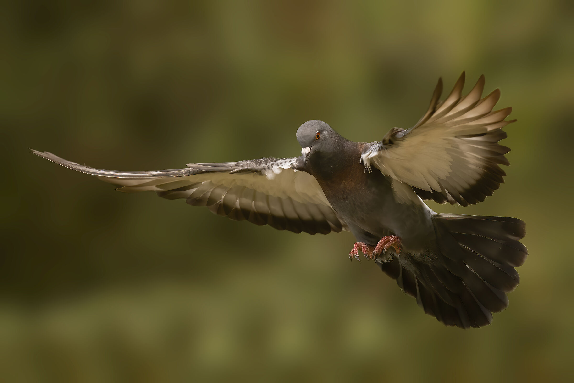 wild pigeon