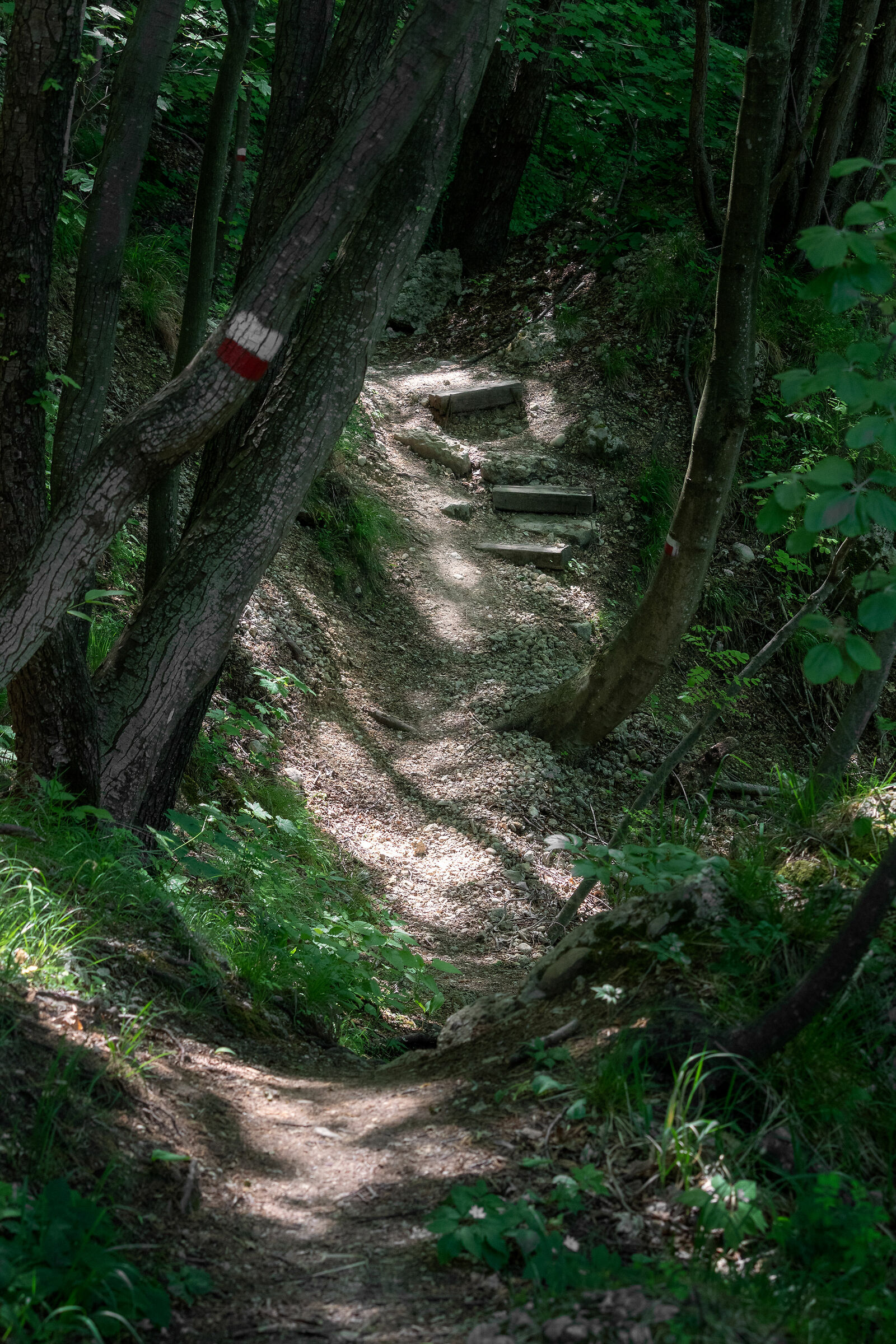 Follow the trail