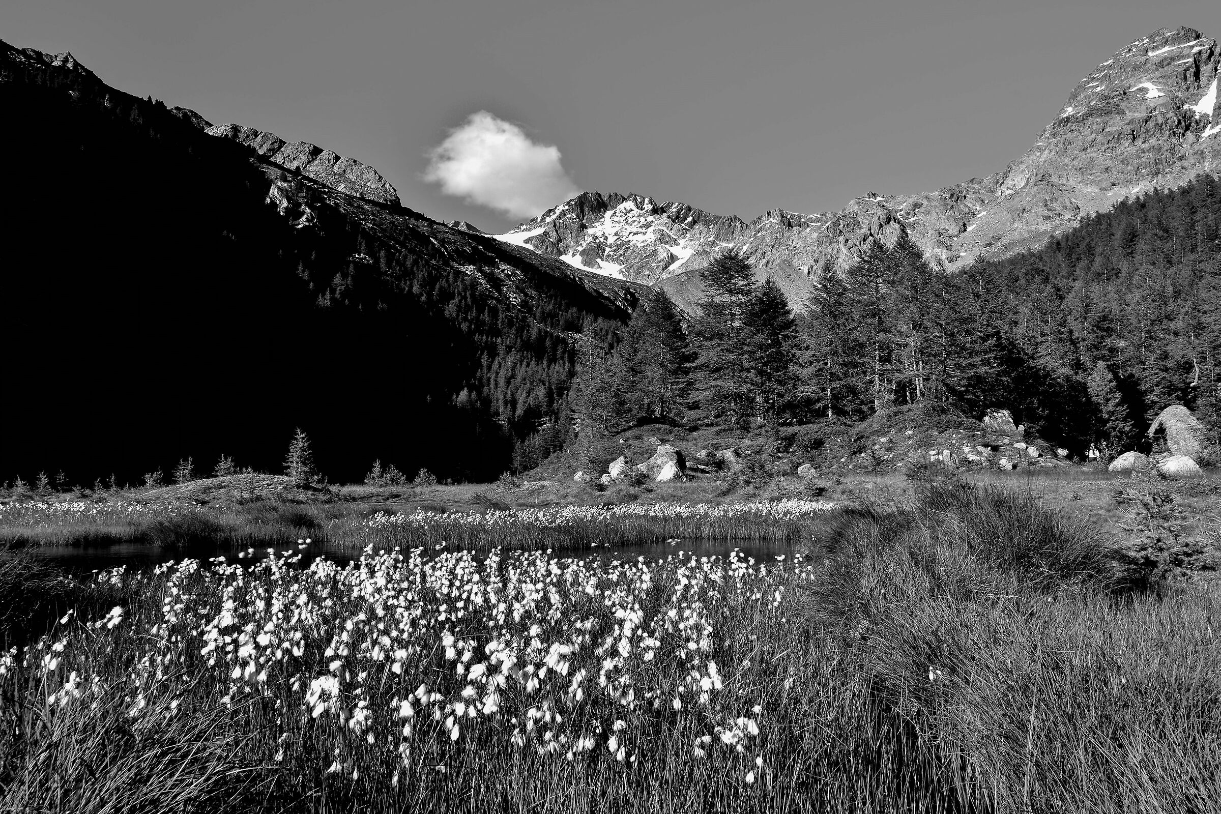 Erioforo a Preda Rossa -  Bn