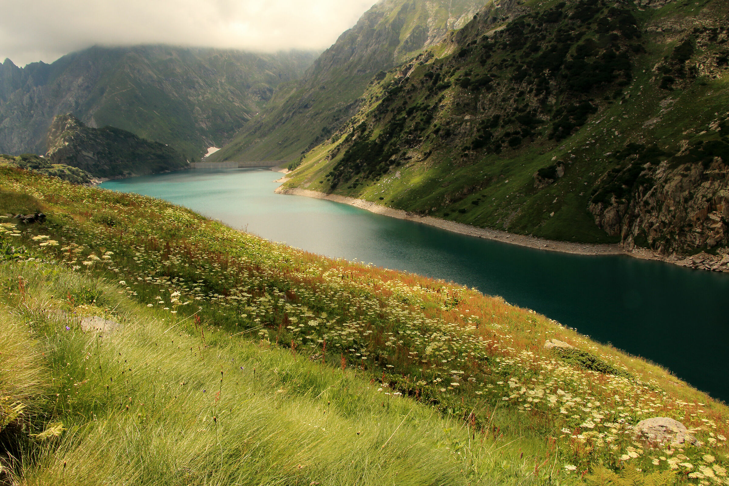 fioritura al lago Barbellino