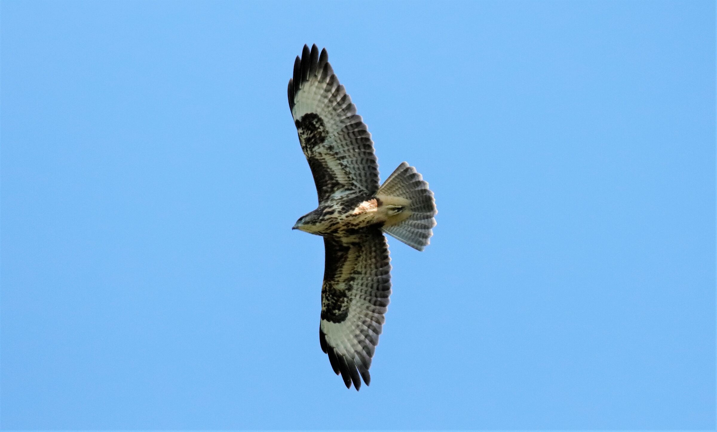 poiana o falco pecchiaiolo