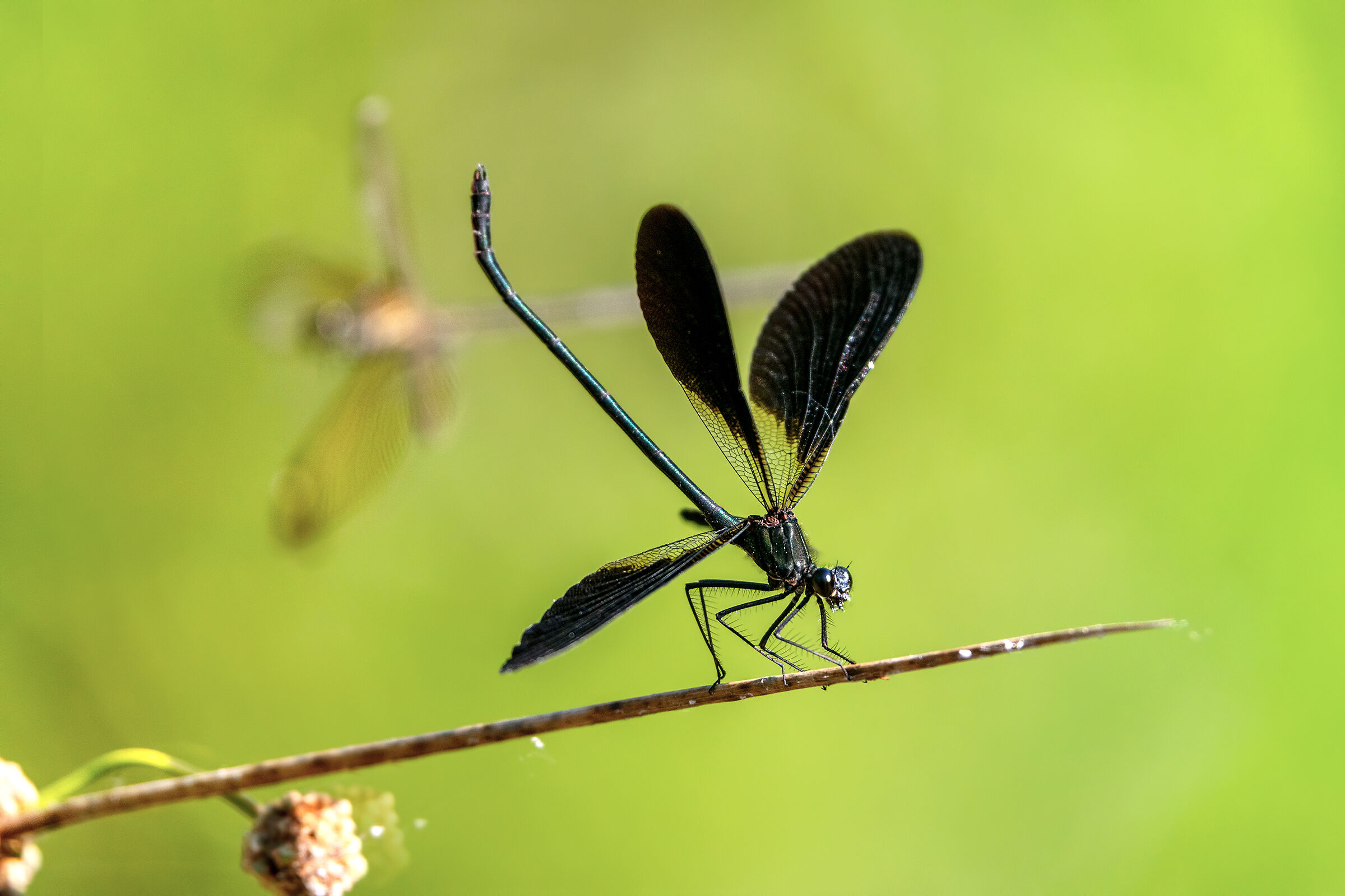 Calopteryx haemorroidalis maschio-difesa del territorio