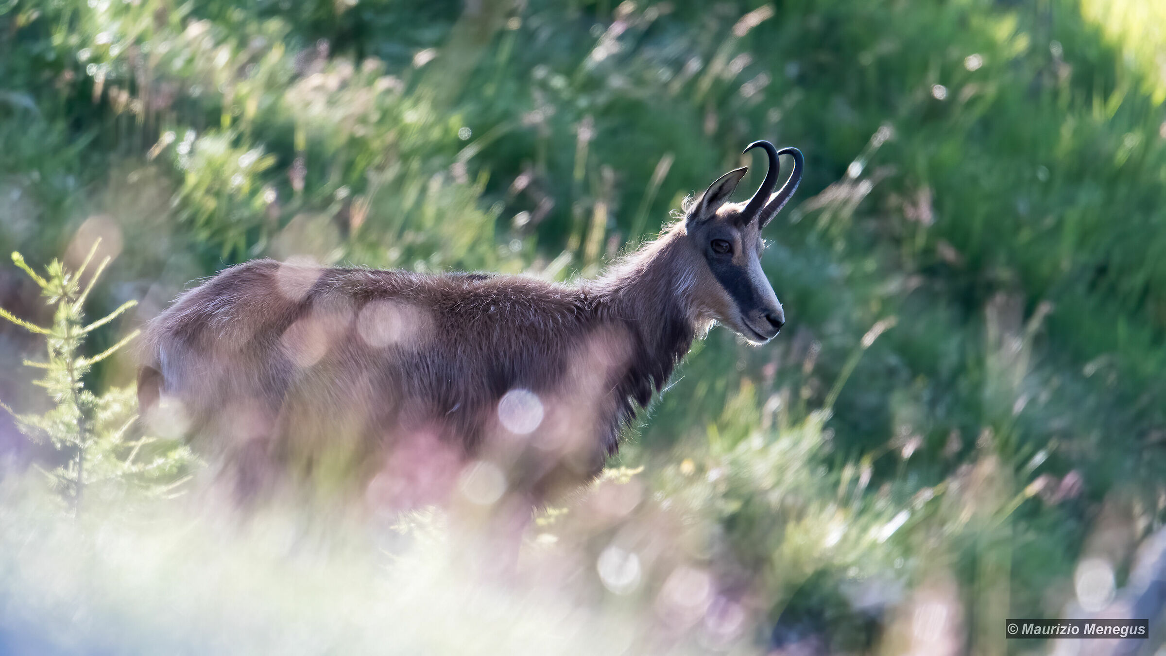 Camoscio maschio in controluce 1