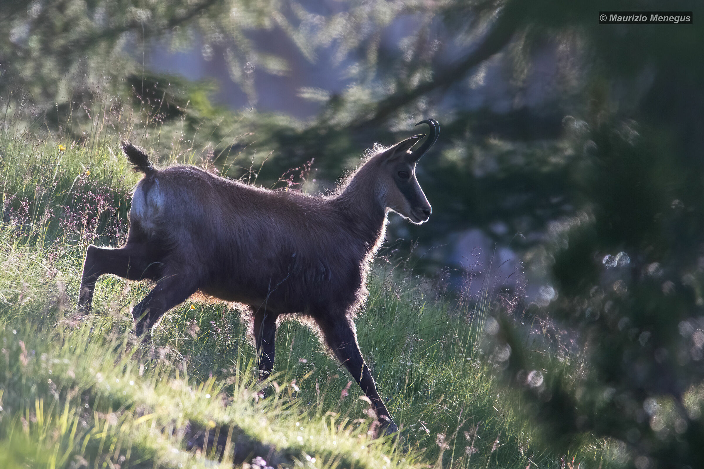 Camoscio maschio in controluce 2