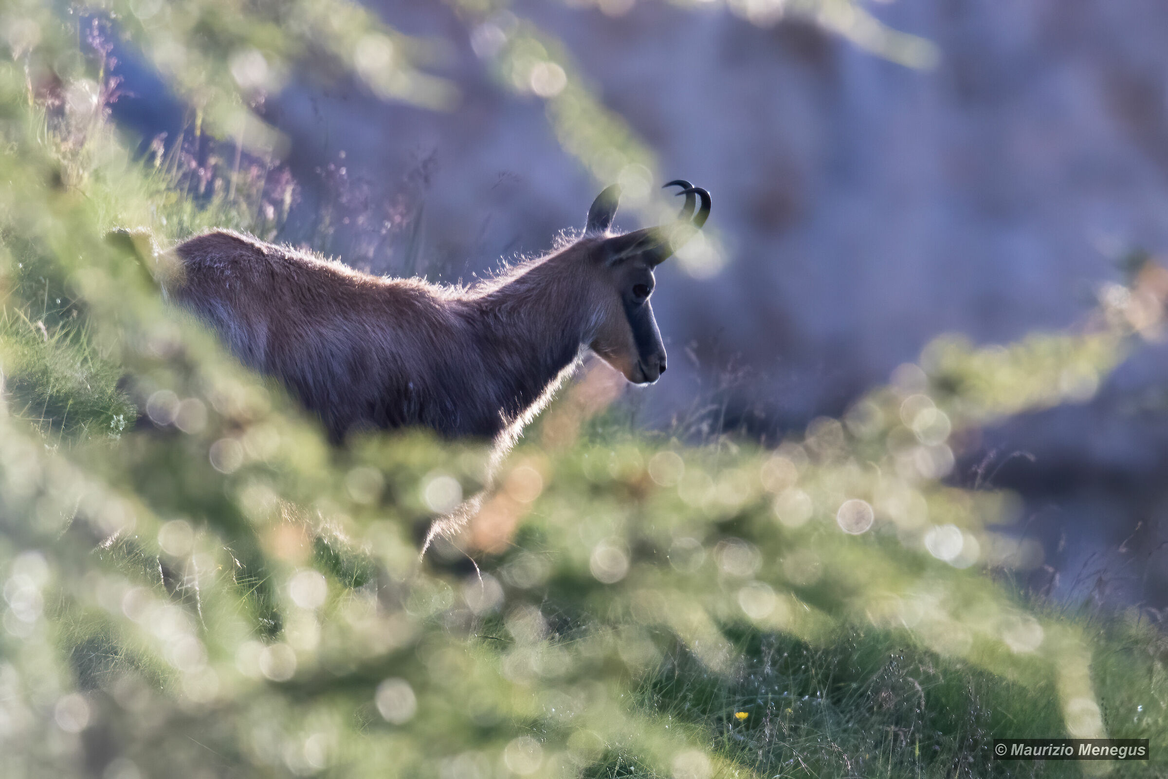 Camoscio maschio in controluce 3