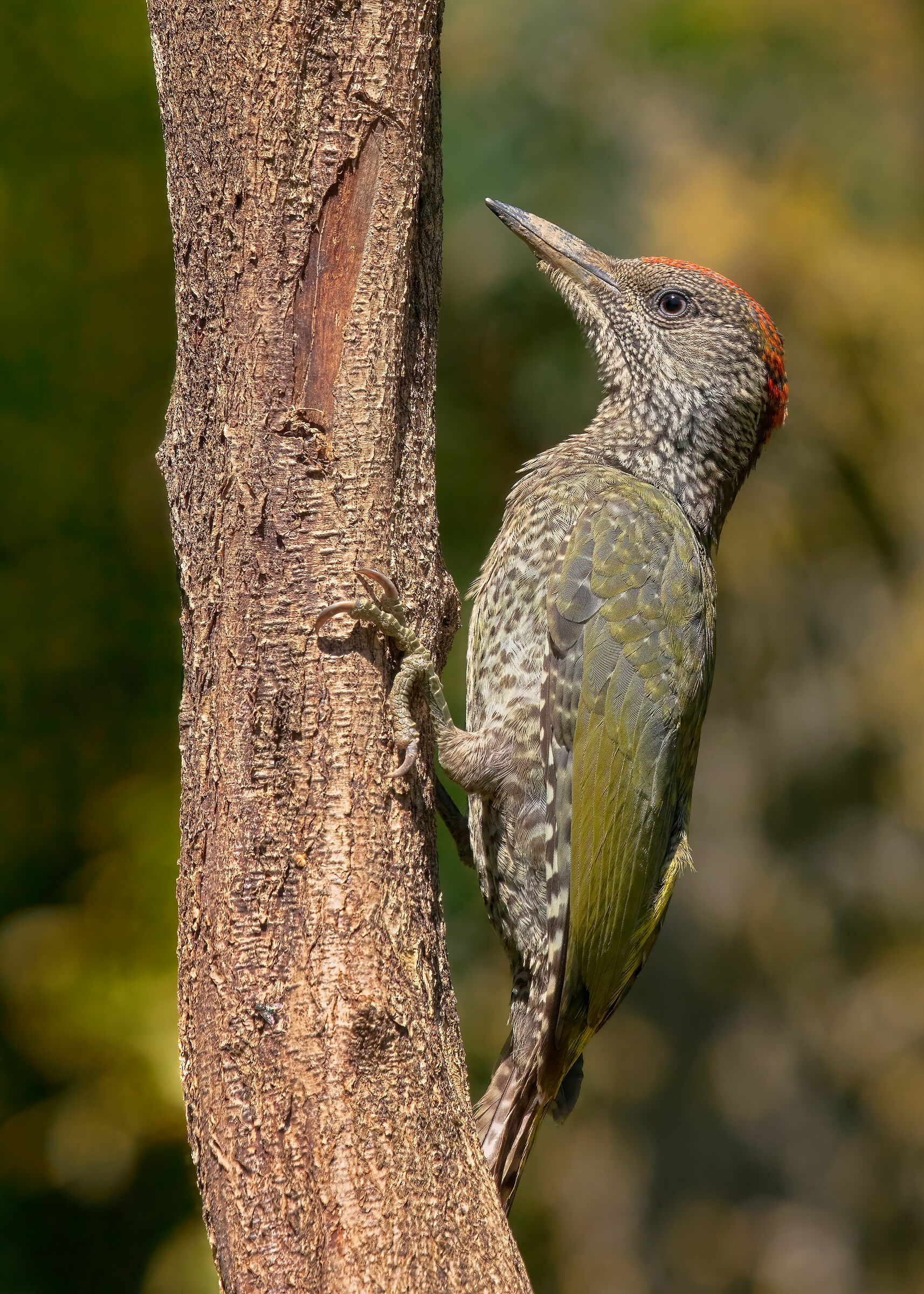 Picus viridis juv. (f) - (4k)