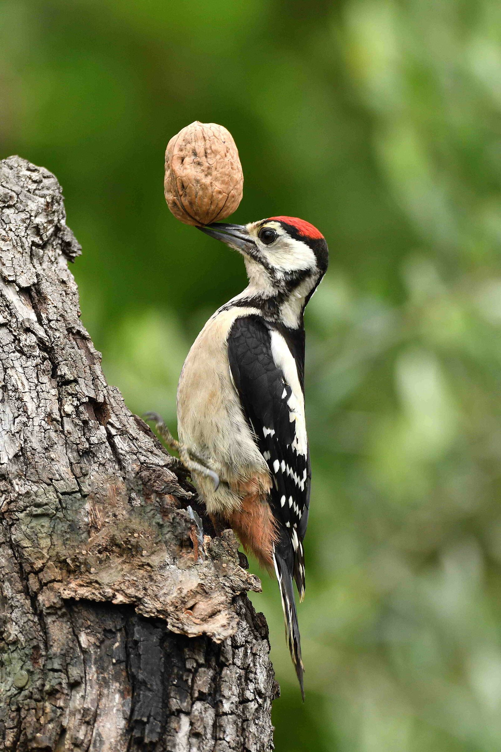 Major red woodpecker juv