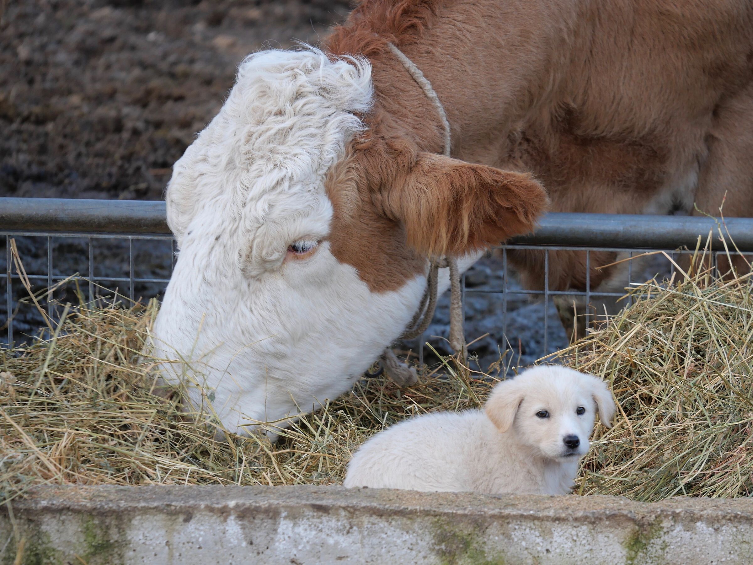 Shepherd puppy
