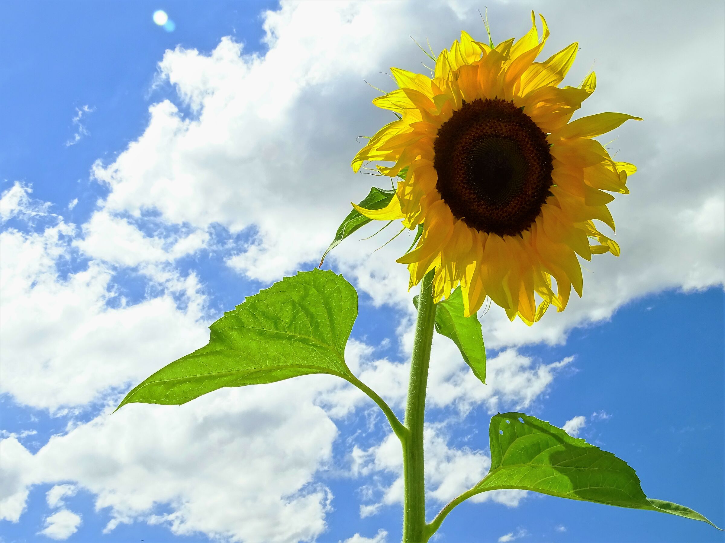 Having the "head" in the clouds