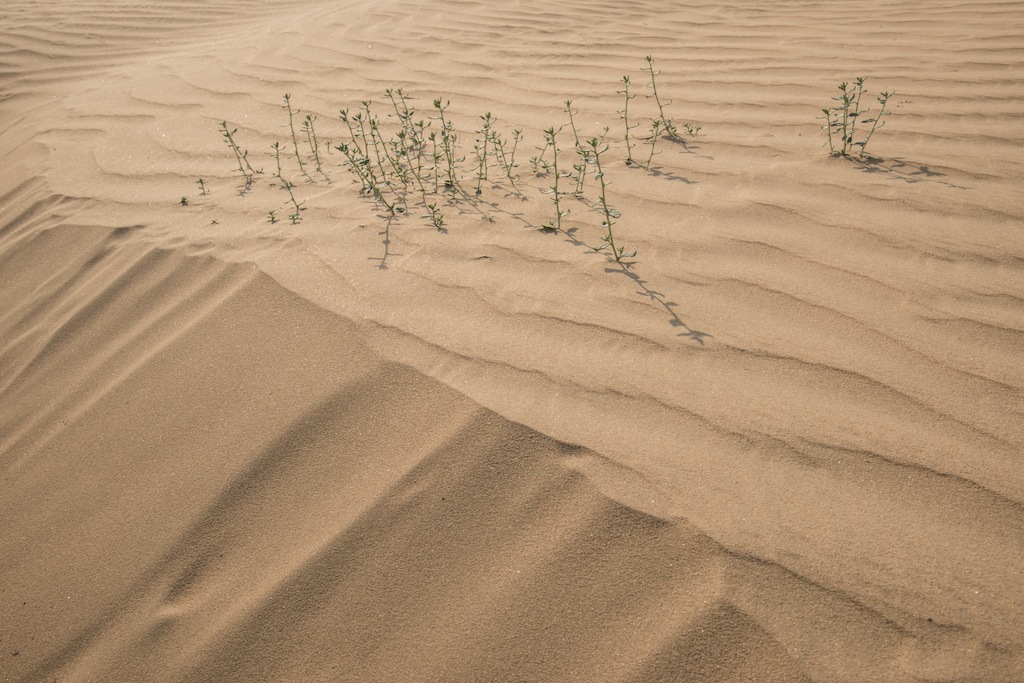 wild flowers in the Dunes
